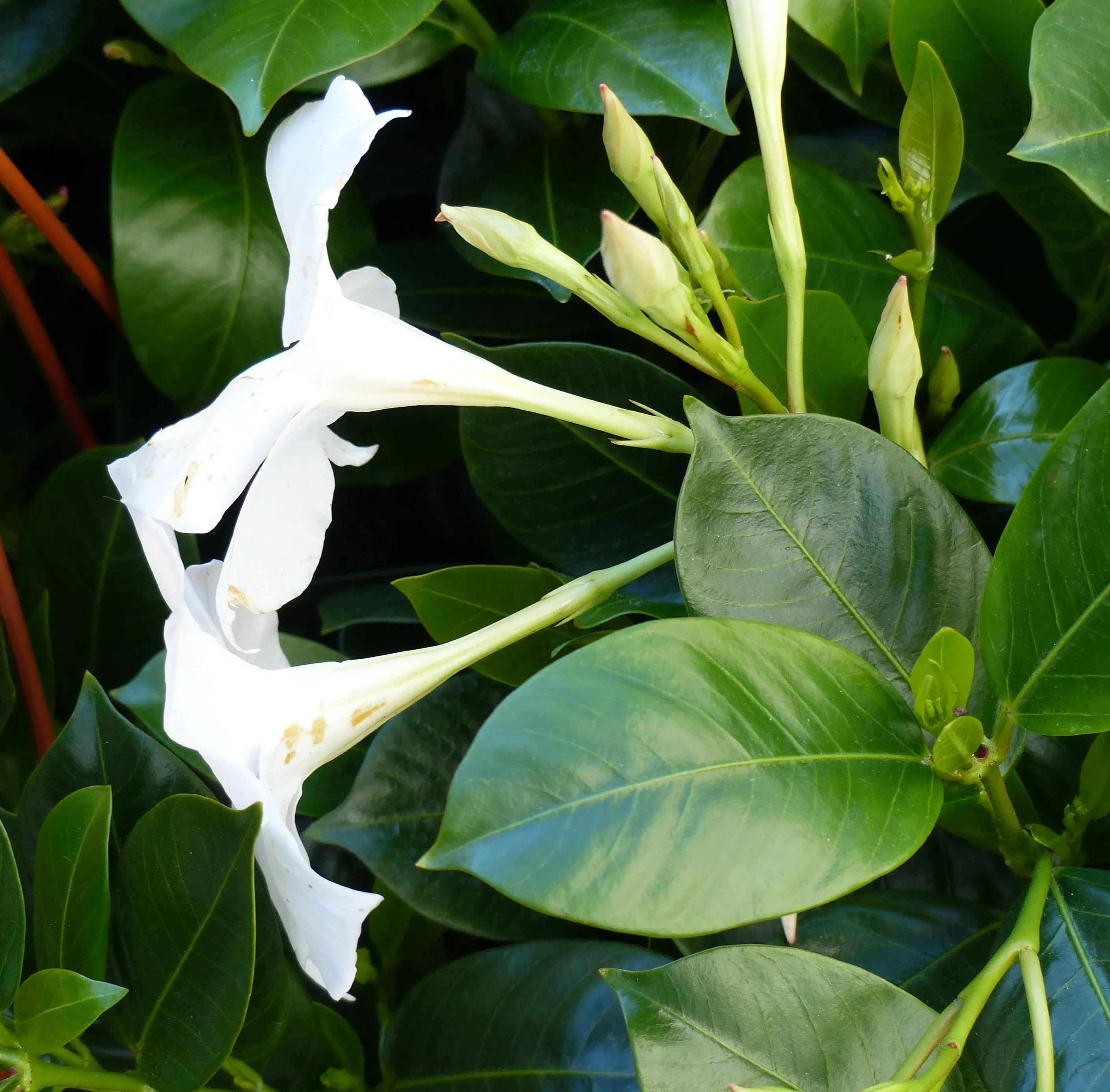 Mandevilla
