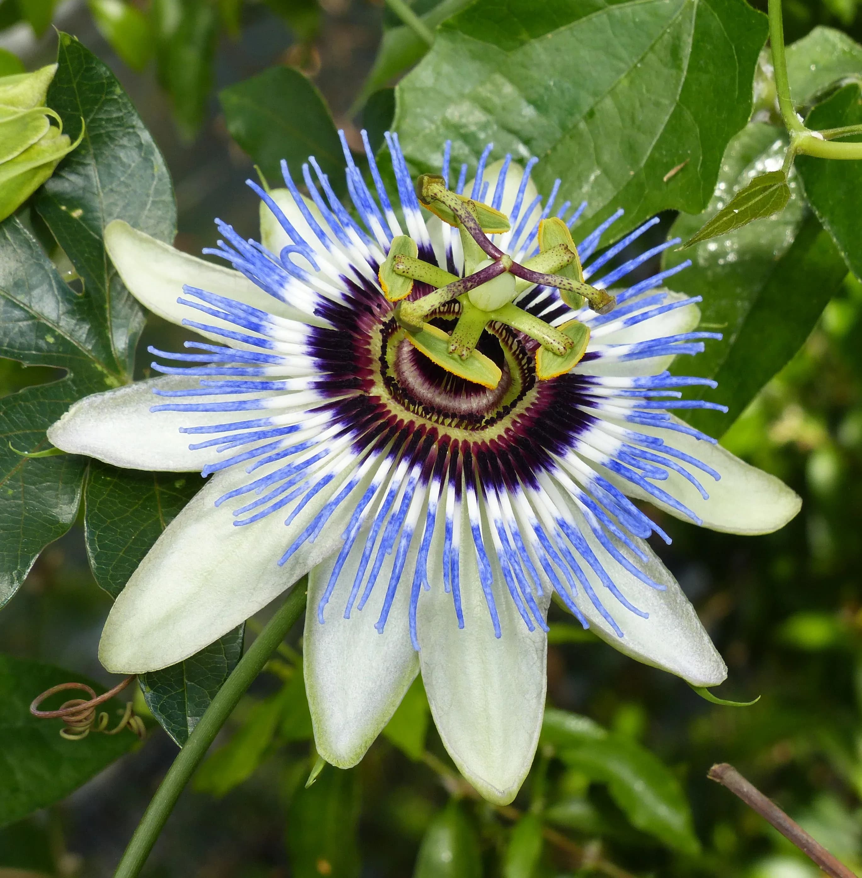 Passiflora