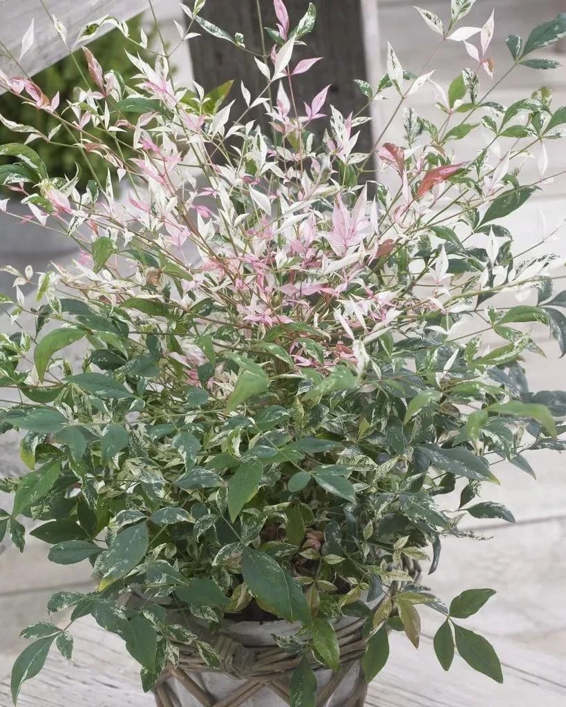 Nandina, Bambù del paradiso