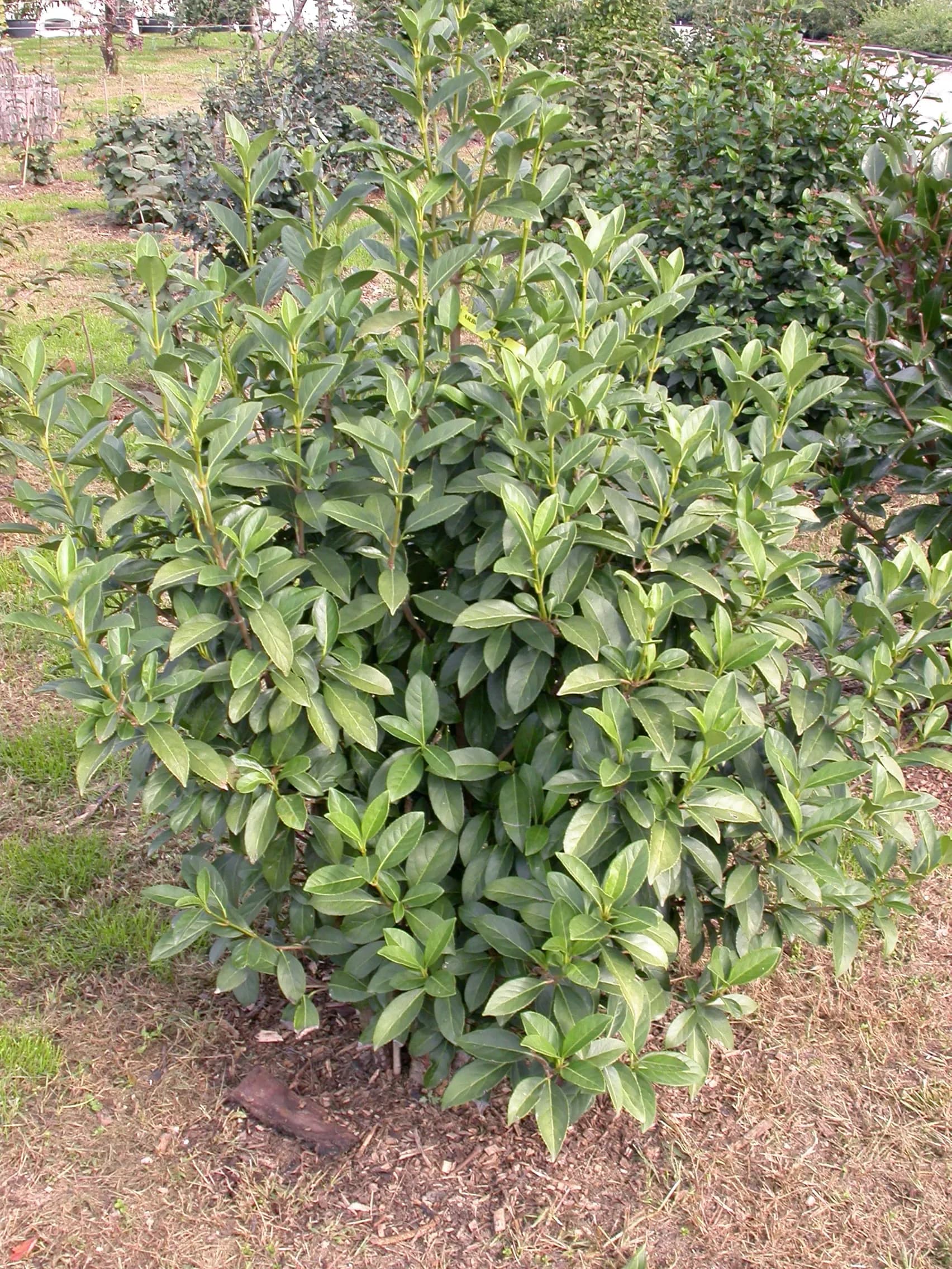 Viburnum arboricolum
