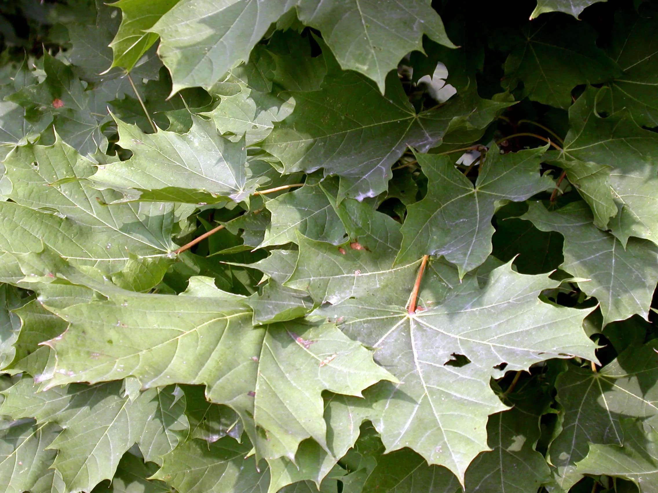 Acero riccio Columnare