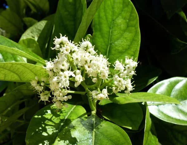 Viburnum parvifolium