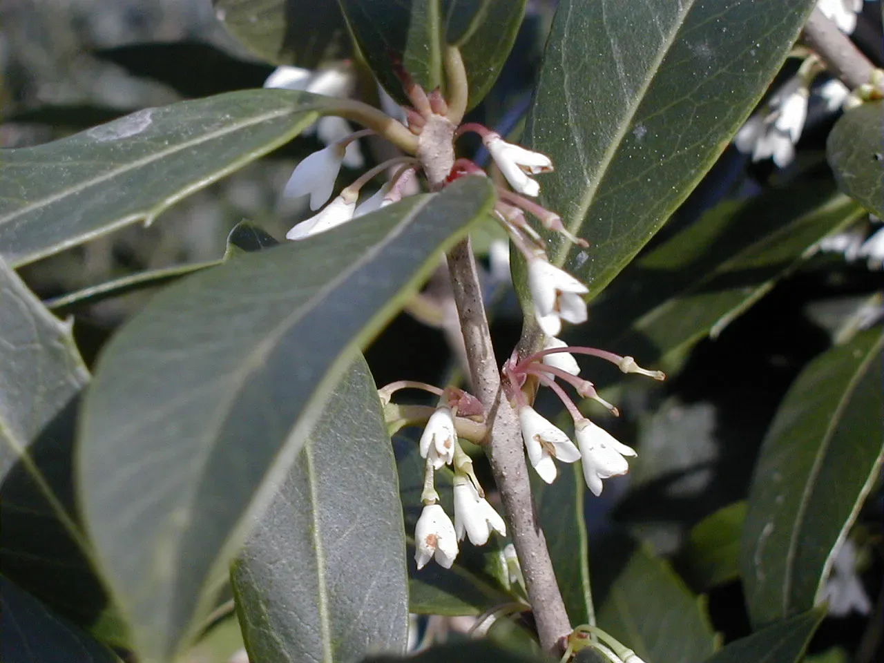 Osmanthus