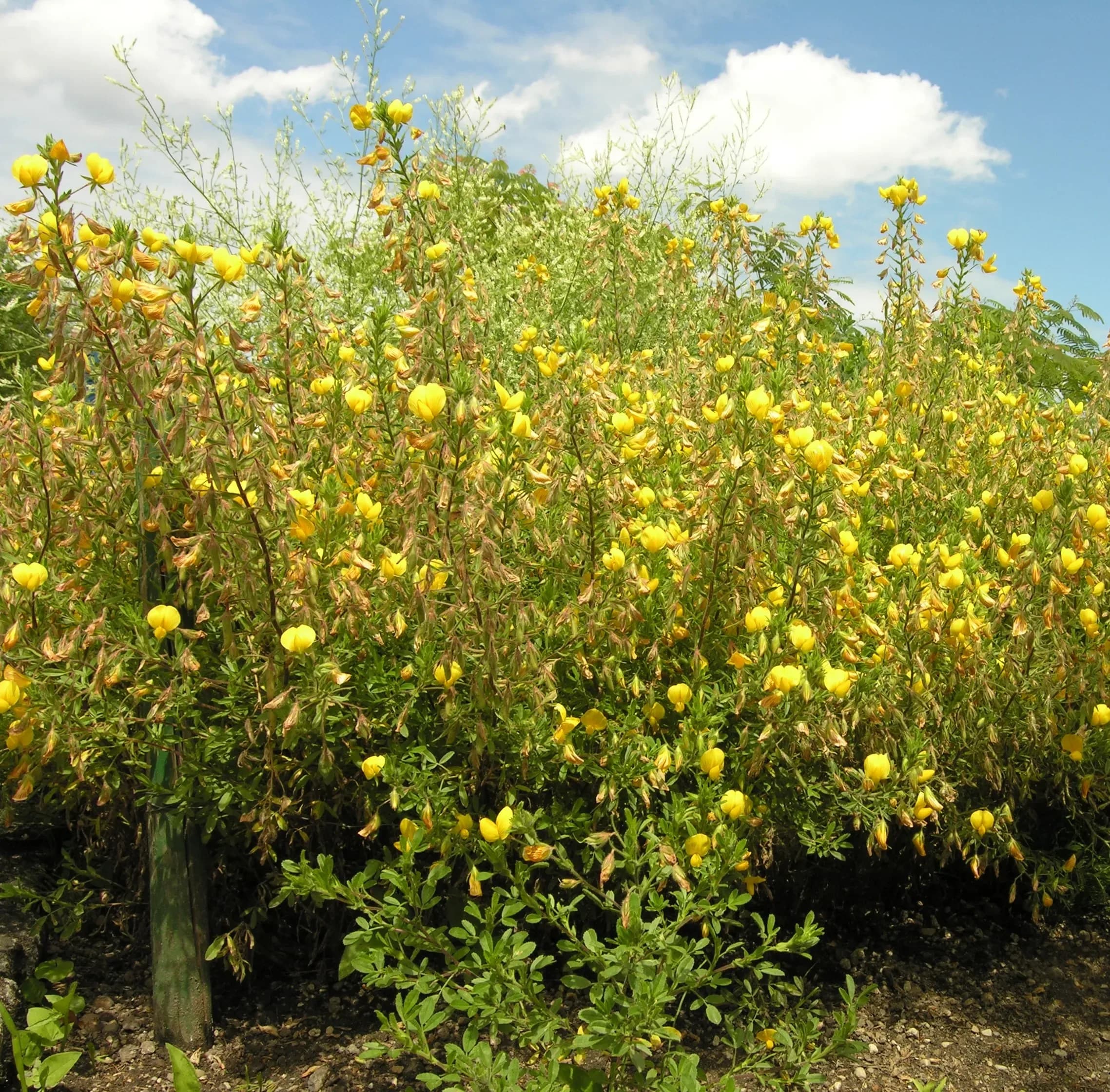 Stregona