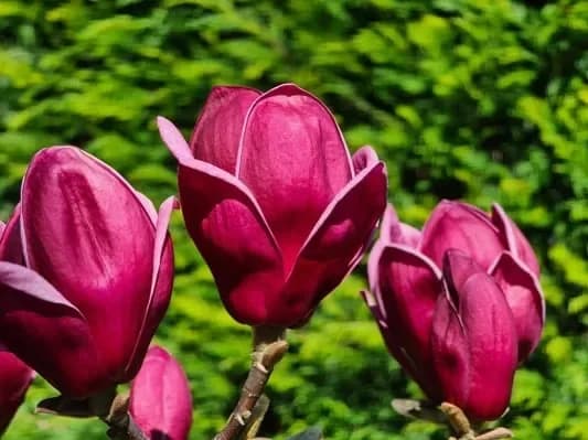 Magnolia