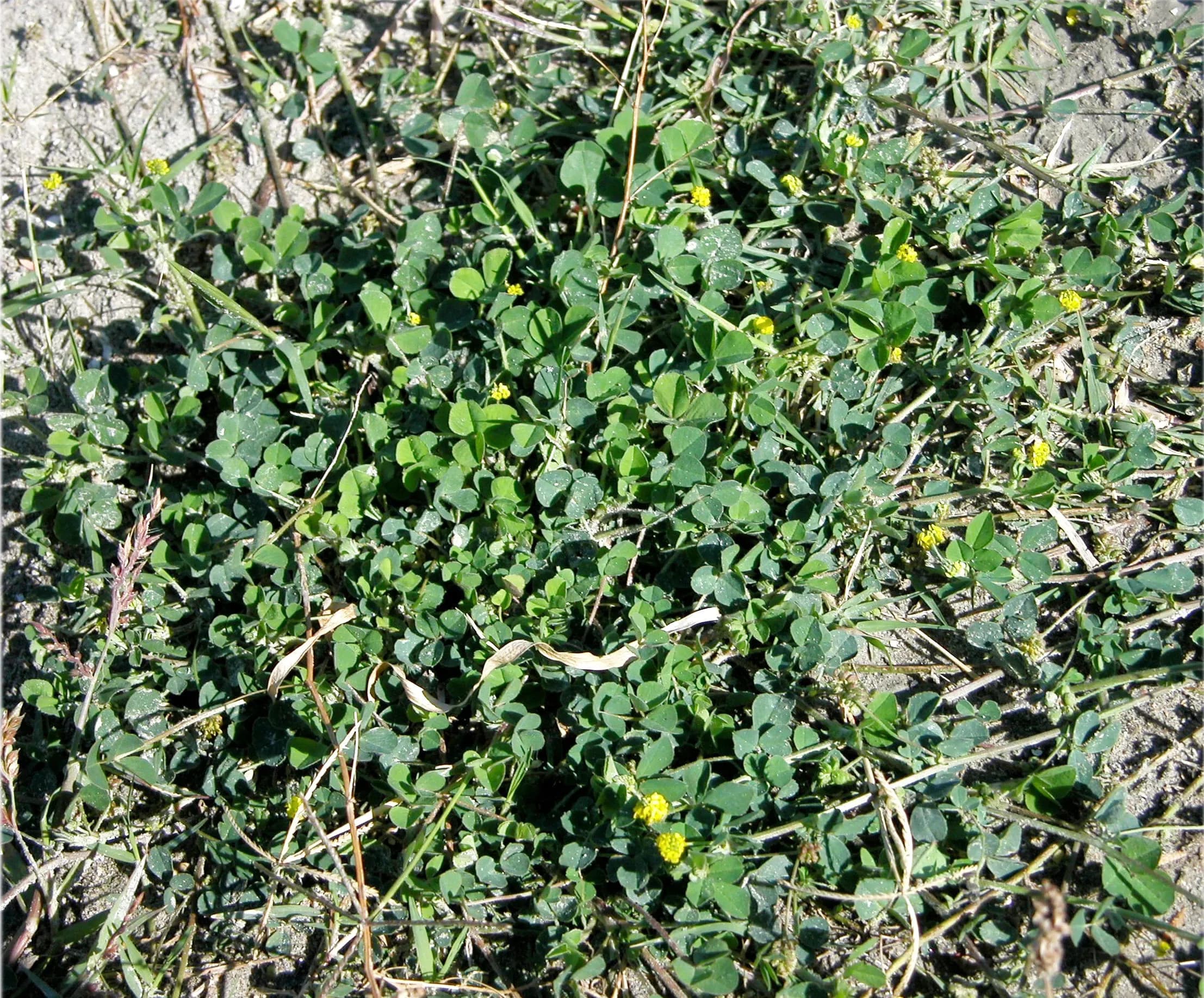 Lupolina