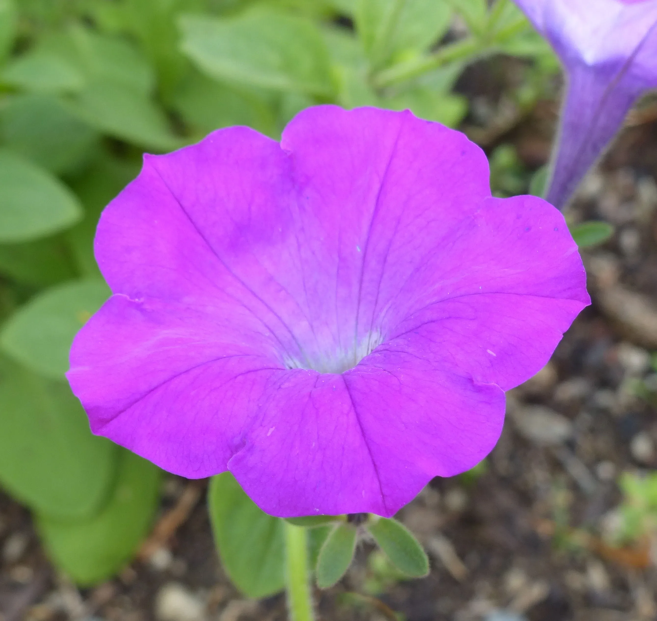 Petunia
