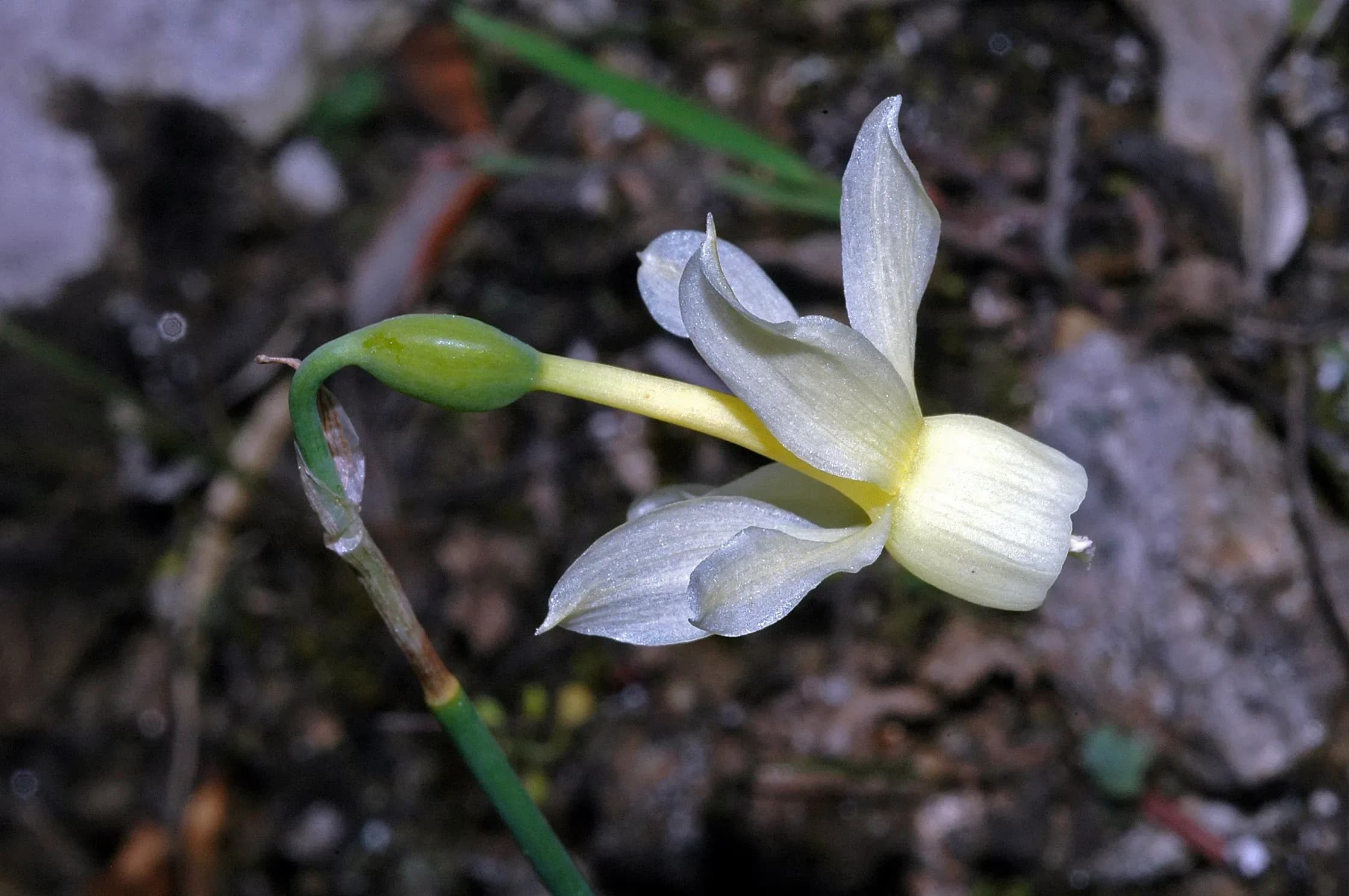 Narciso