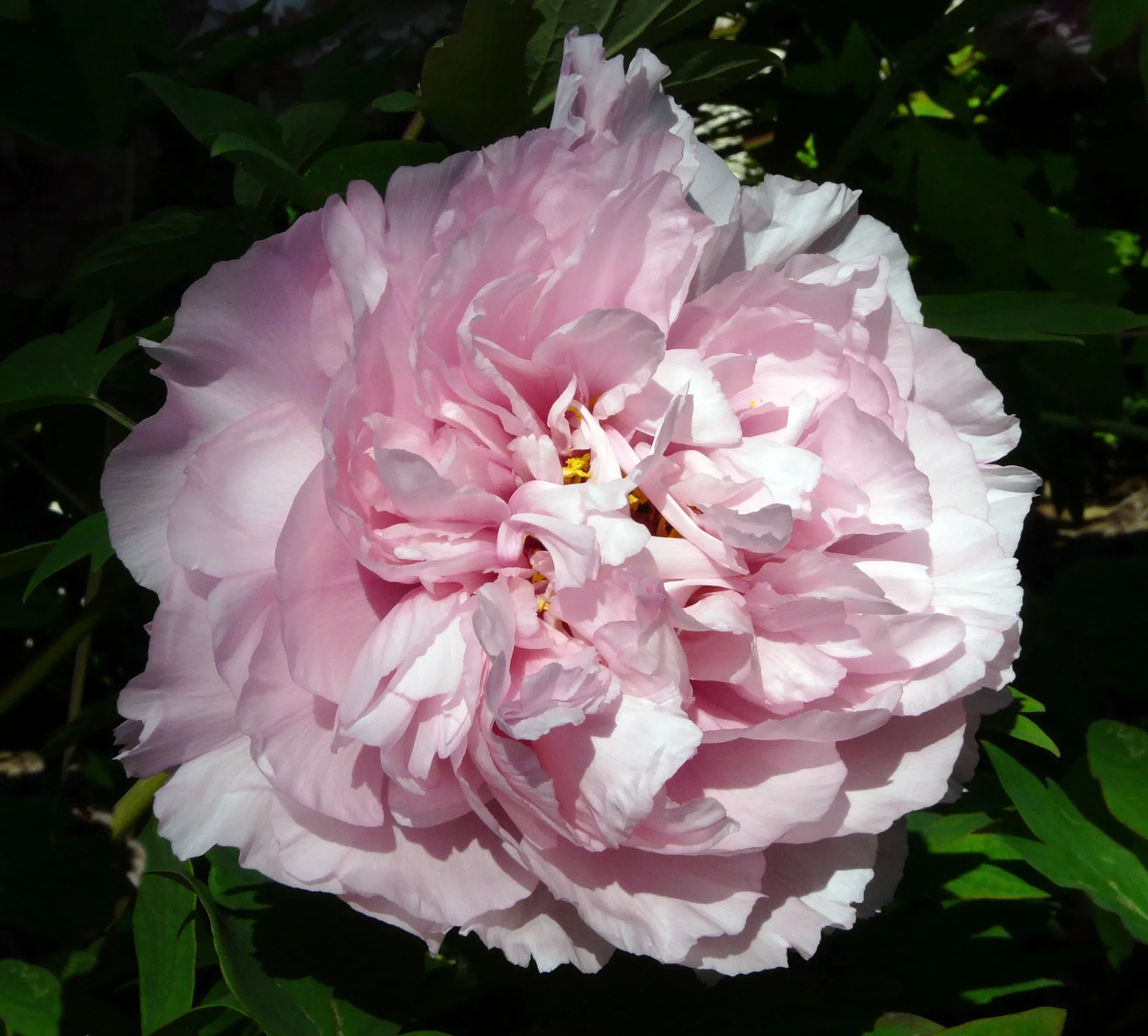 Paeonia 'Duchesse de Parma'