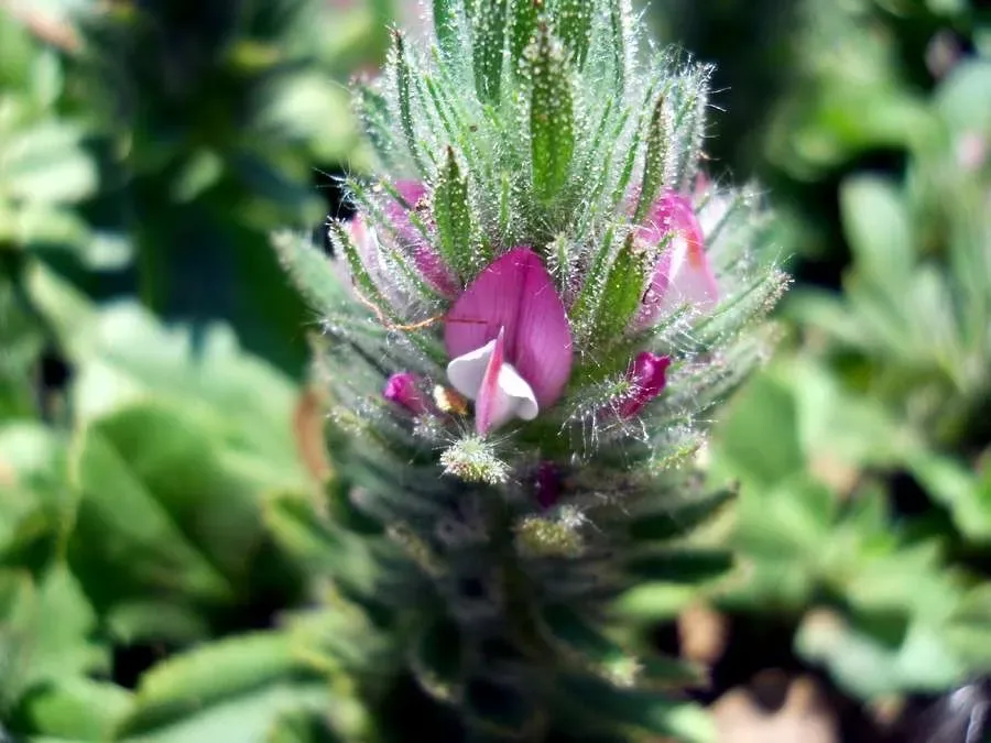 Stregona