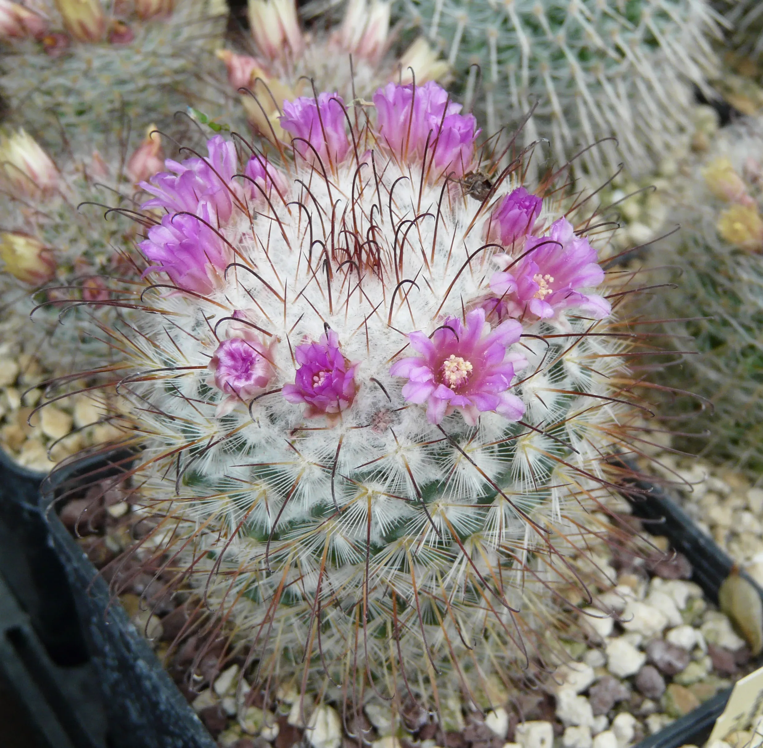 Mammillaria