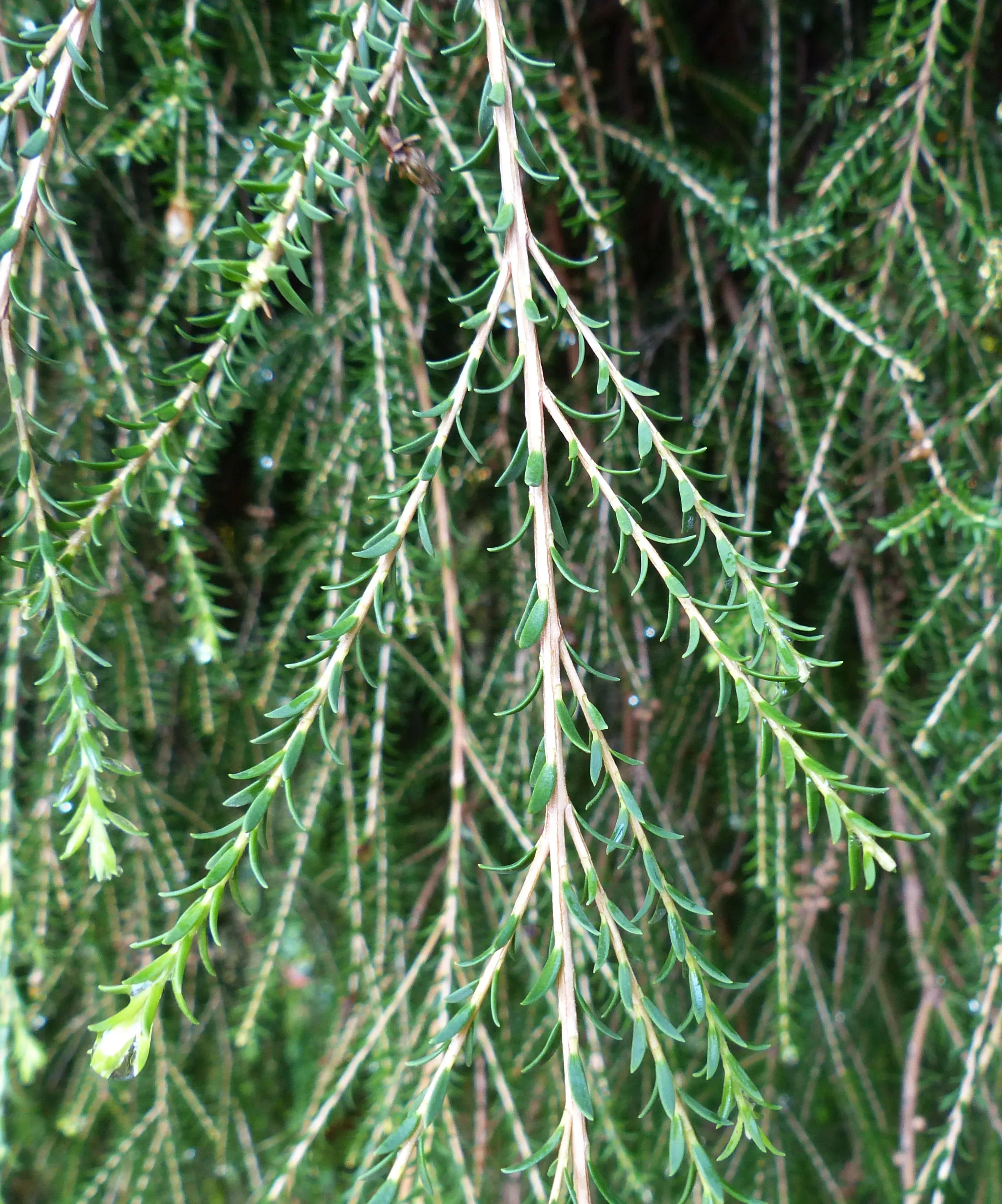 Melaleuca