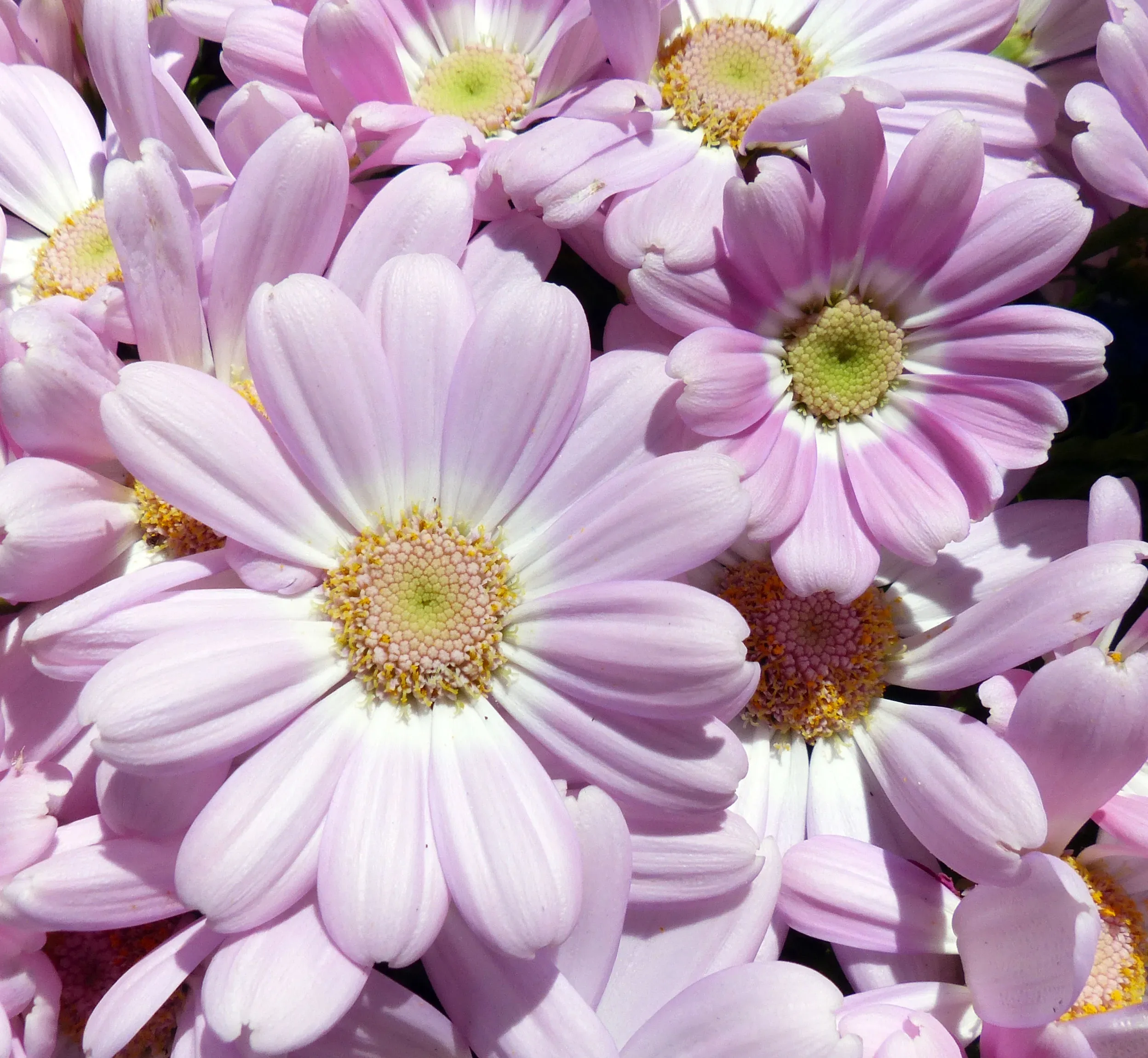 Cinerea (Pericallis)