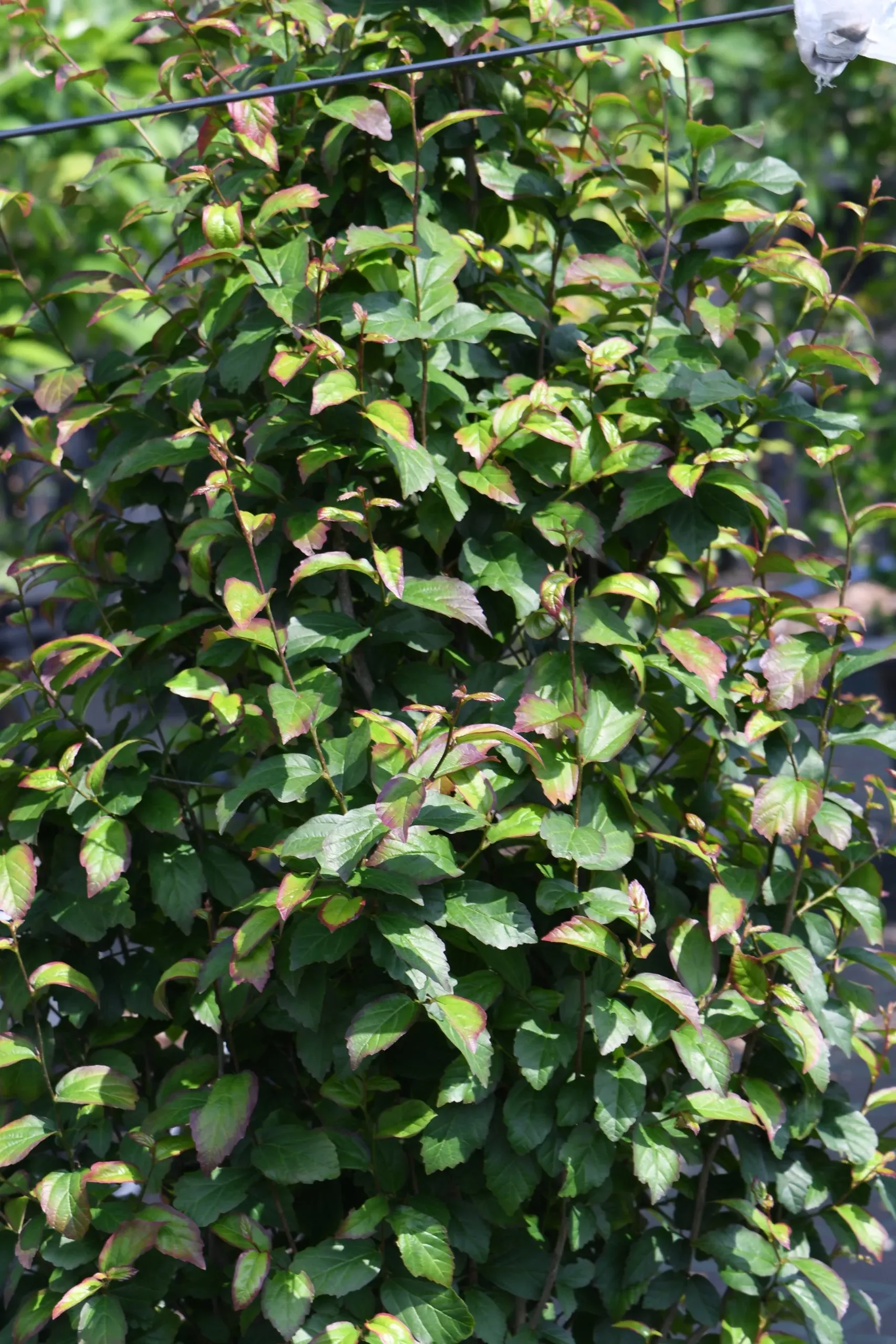 Parrotia persica ‘Persian Spire’ ®(‘JLPN01’PBR) EU 47555