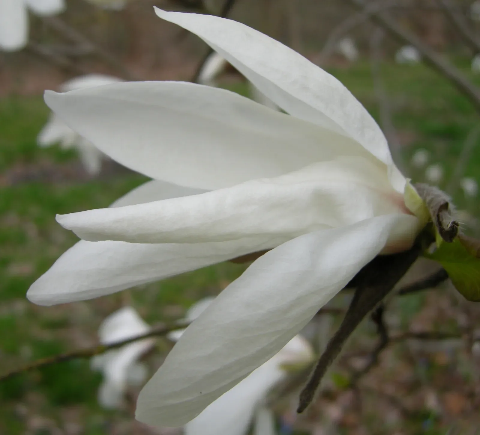 Magnolia