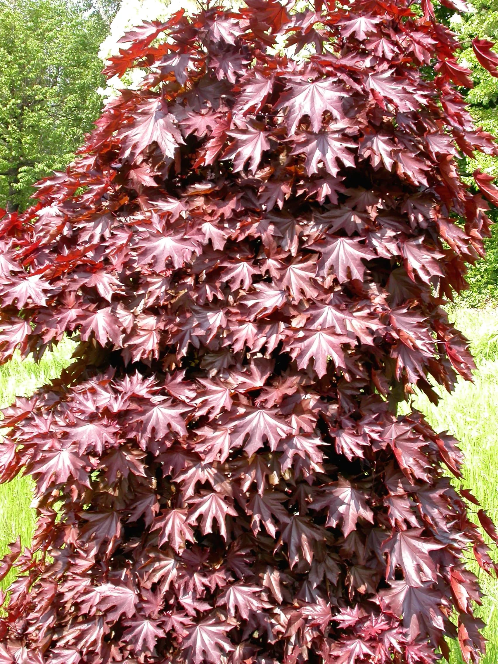 Acero riccio Crimson Sentry