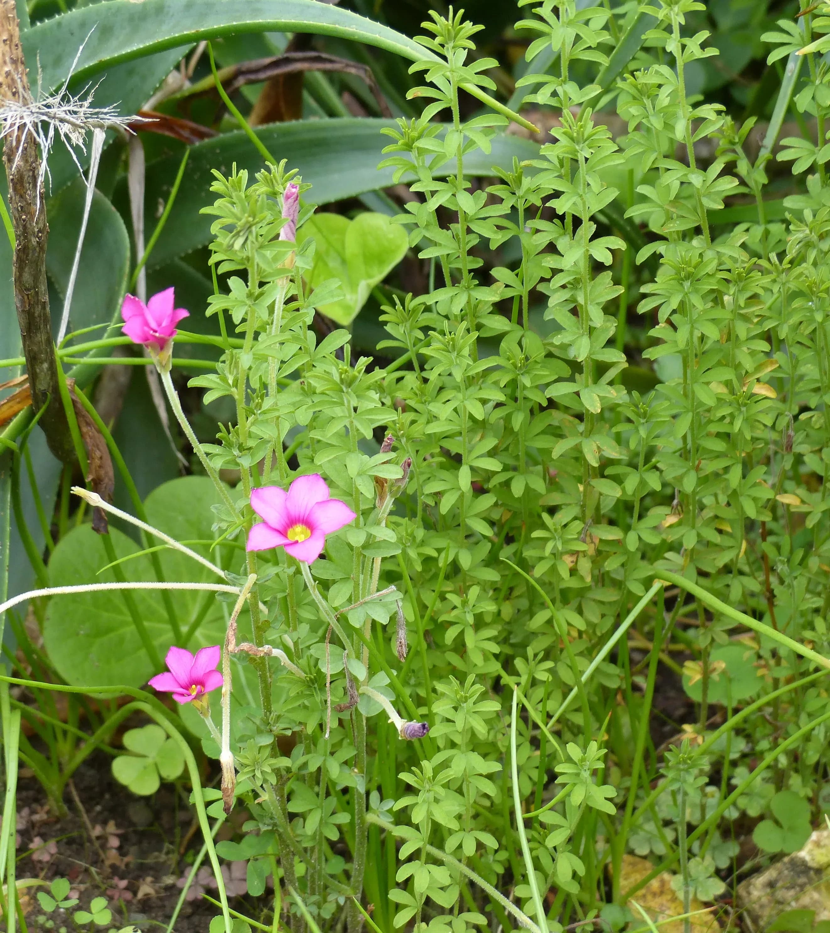 Oxalis