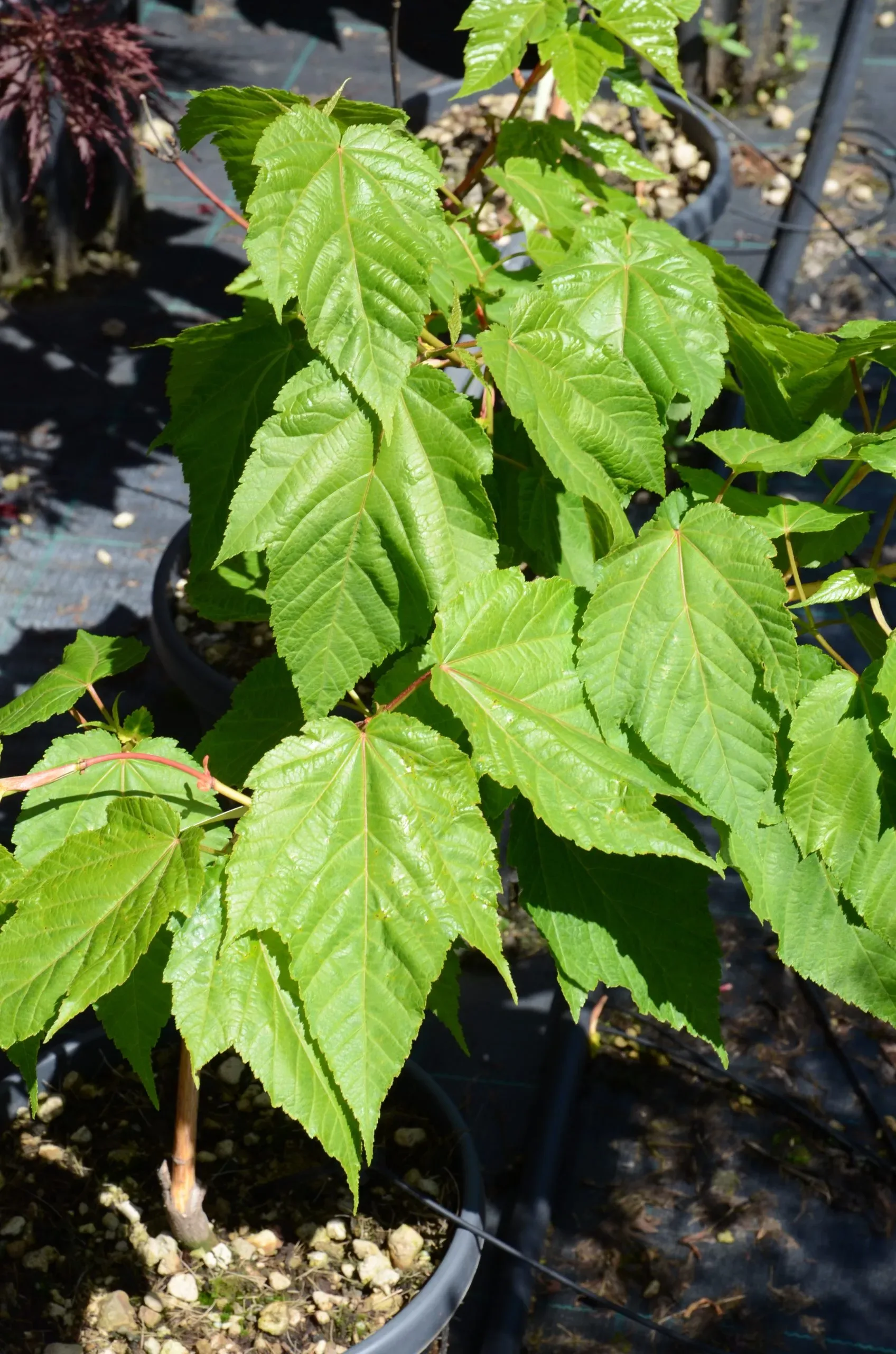 Acero conspicuum 'Phoenix'