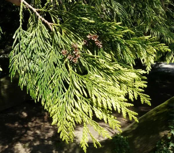 Tuia gigante ‘Zebrina’