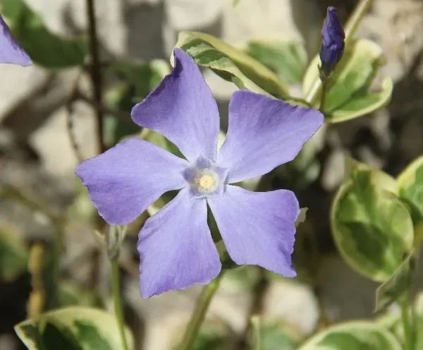 Pervinca maggiore ‘Variegata’