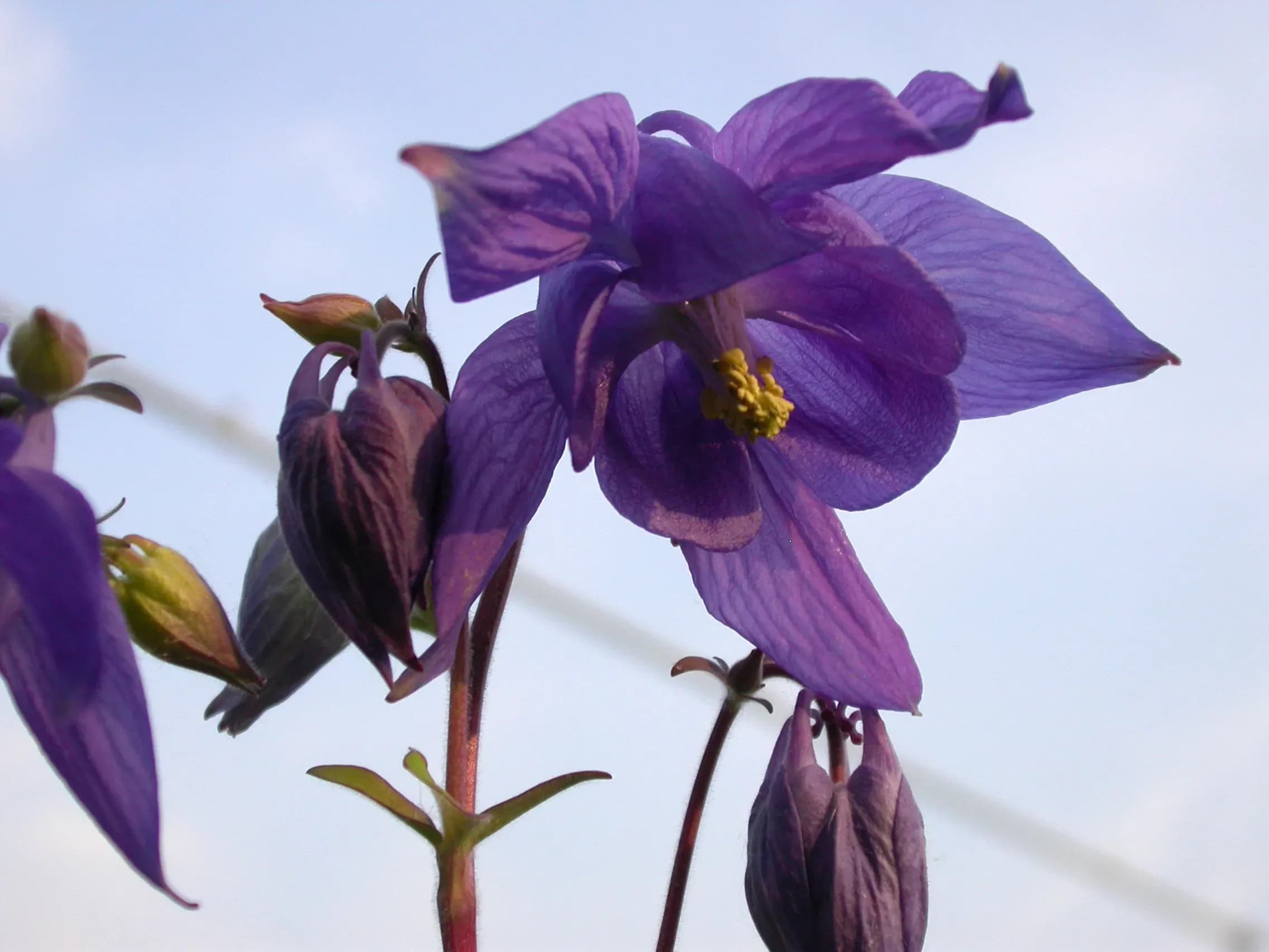 Aquilegia alpina