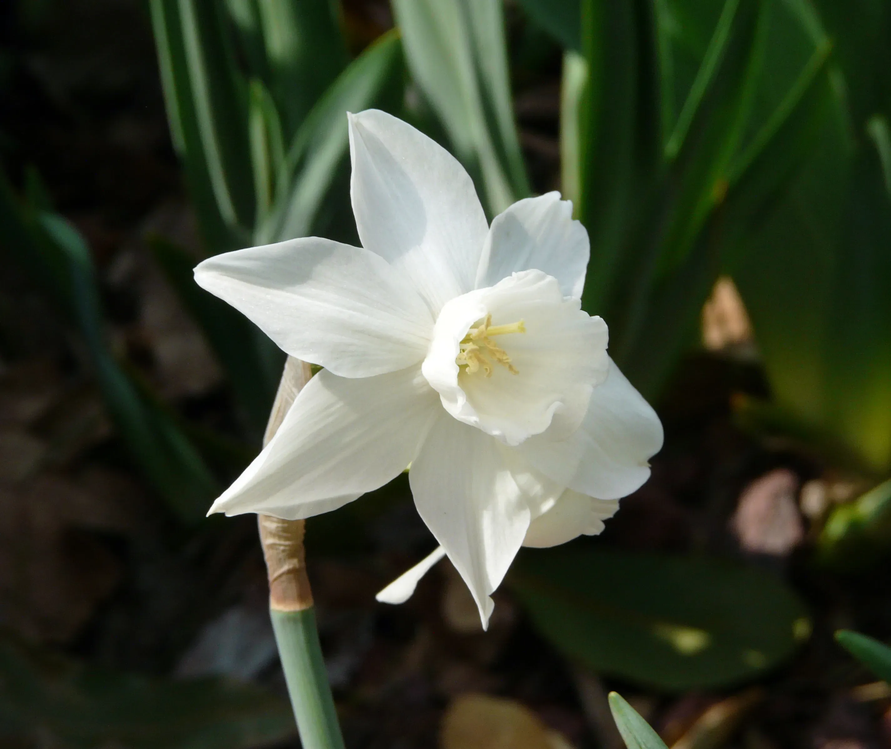 Narciso