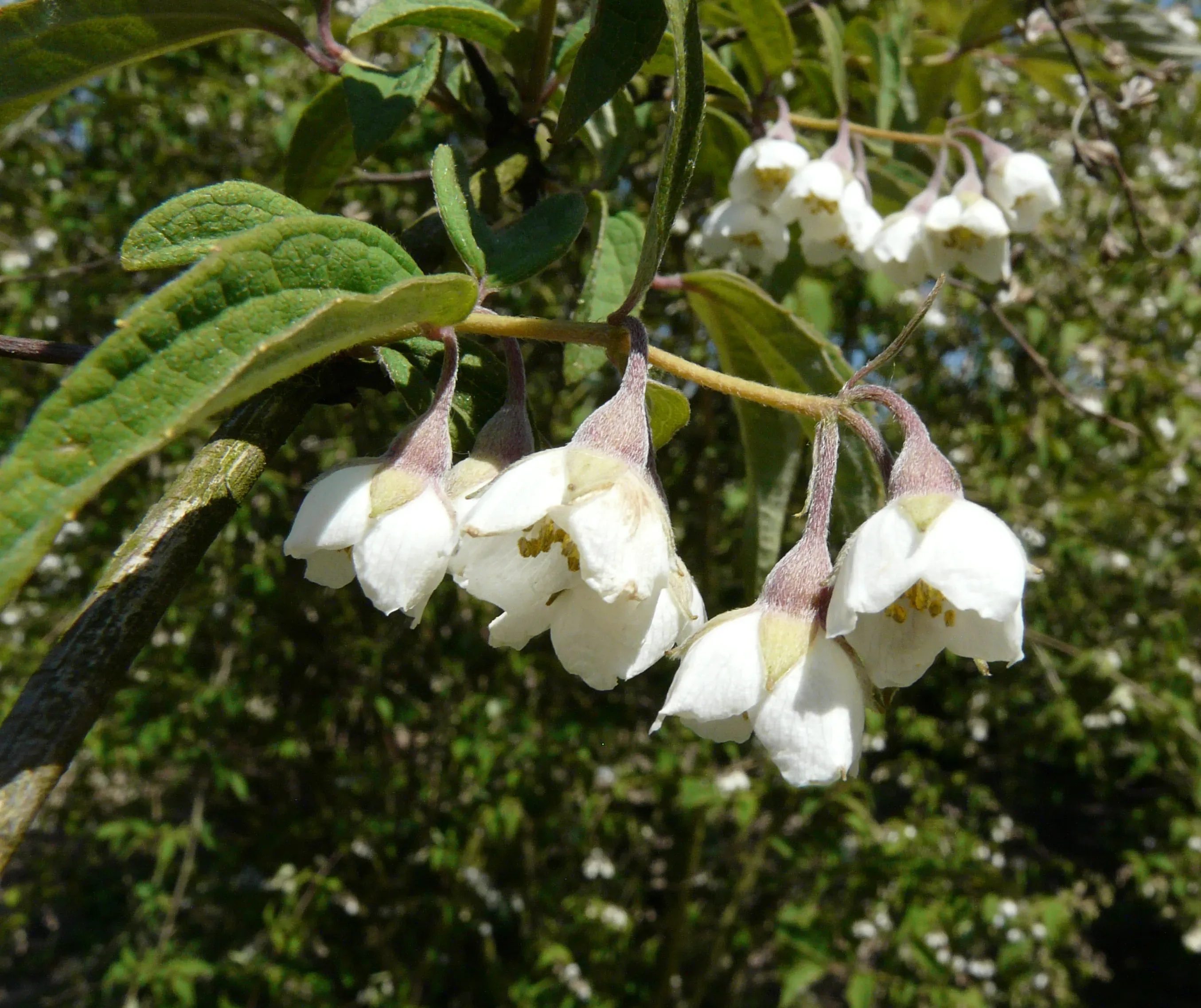 Fior d’angelo (Gelsomino falso)