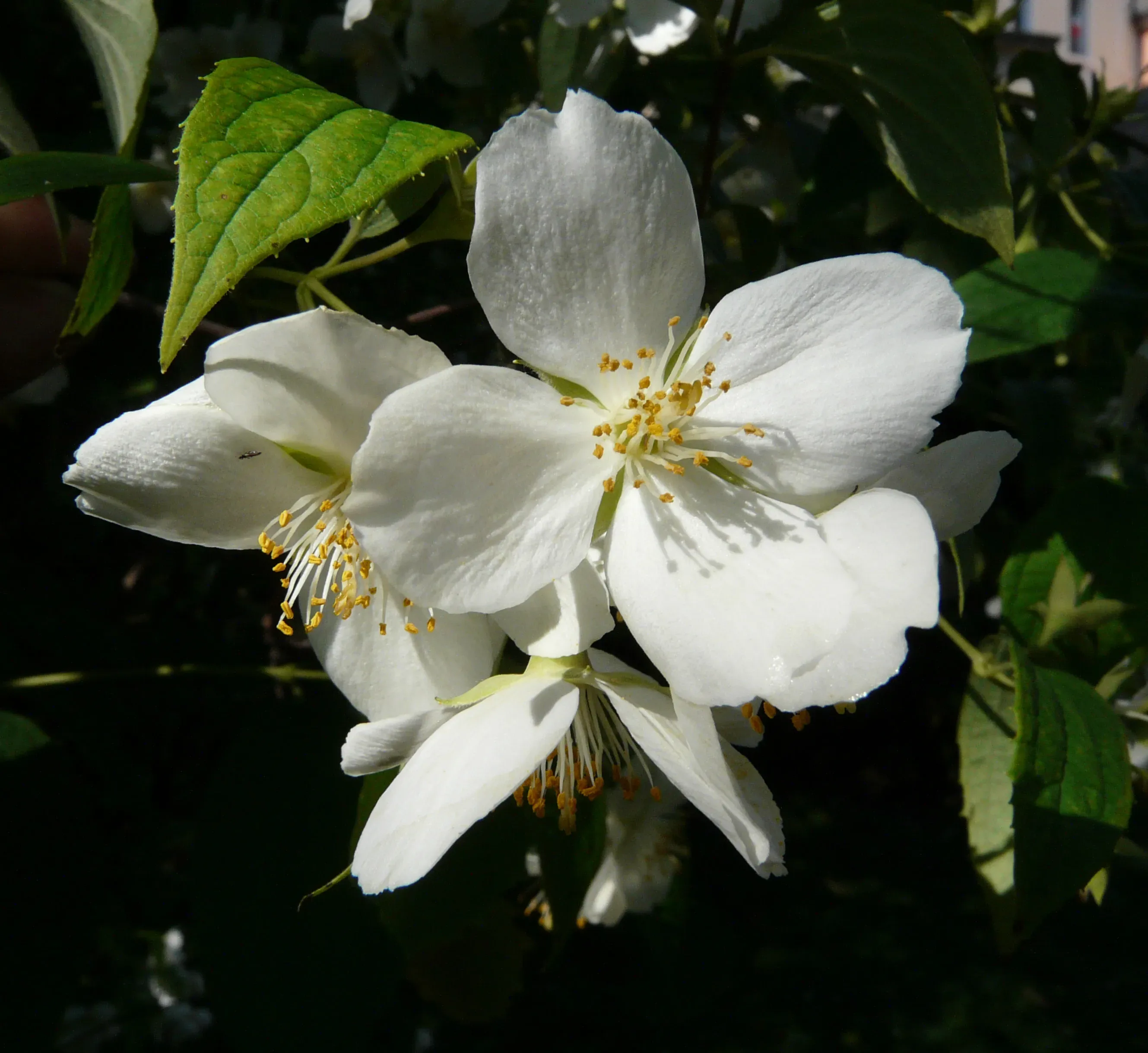 Fior d’angelo (Gelsomino falso)