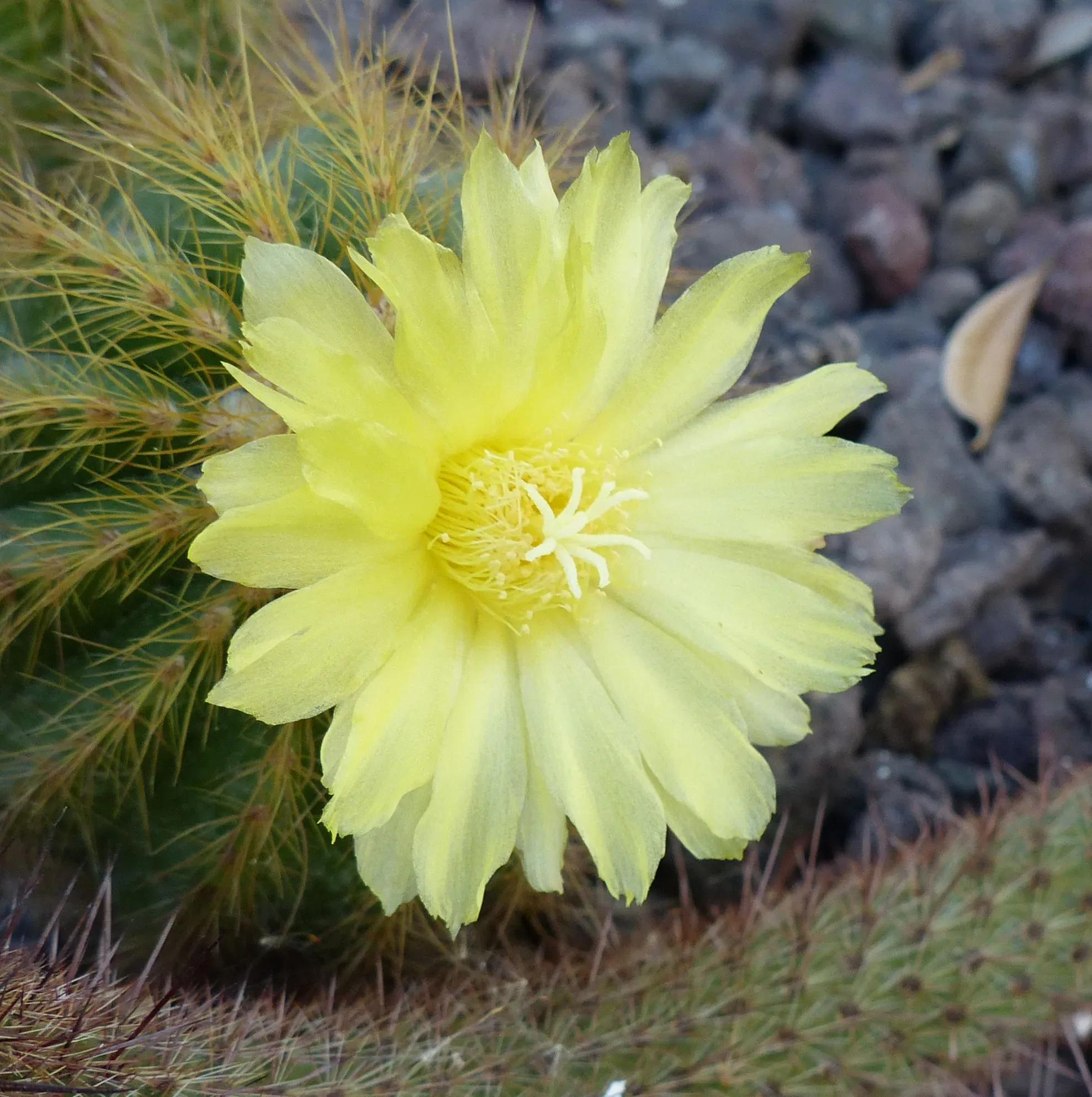 Parodia