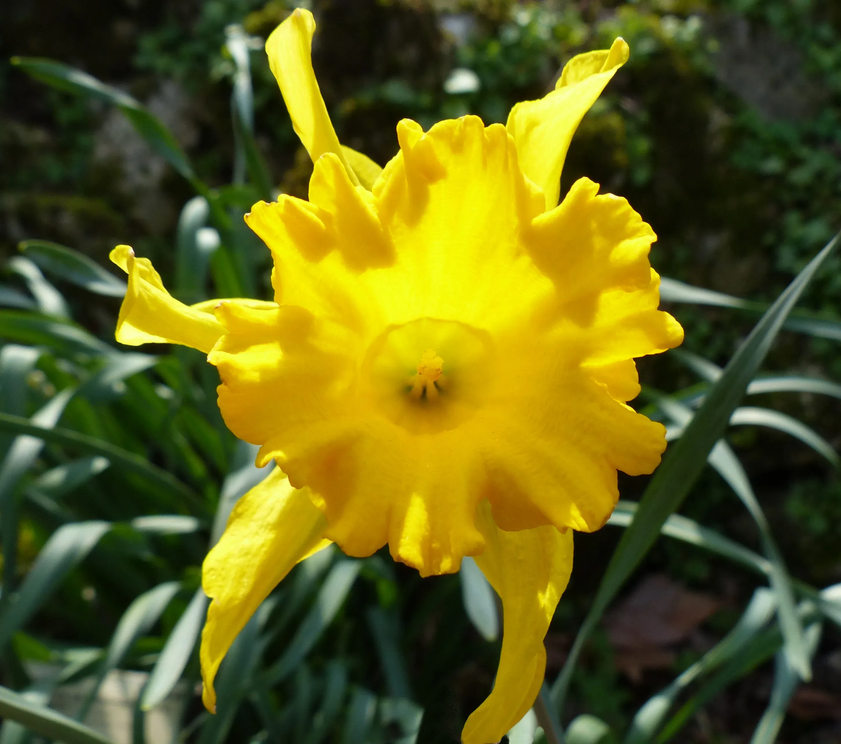 Narciso
