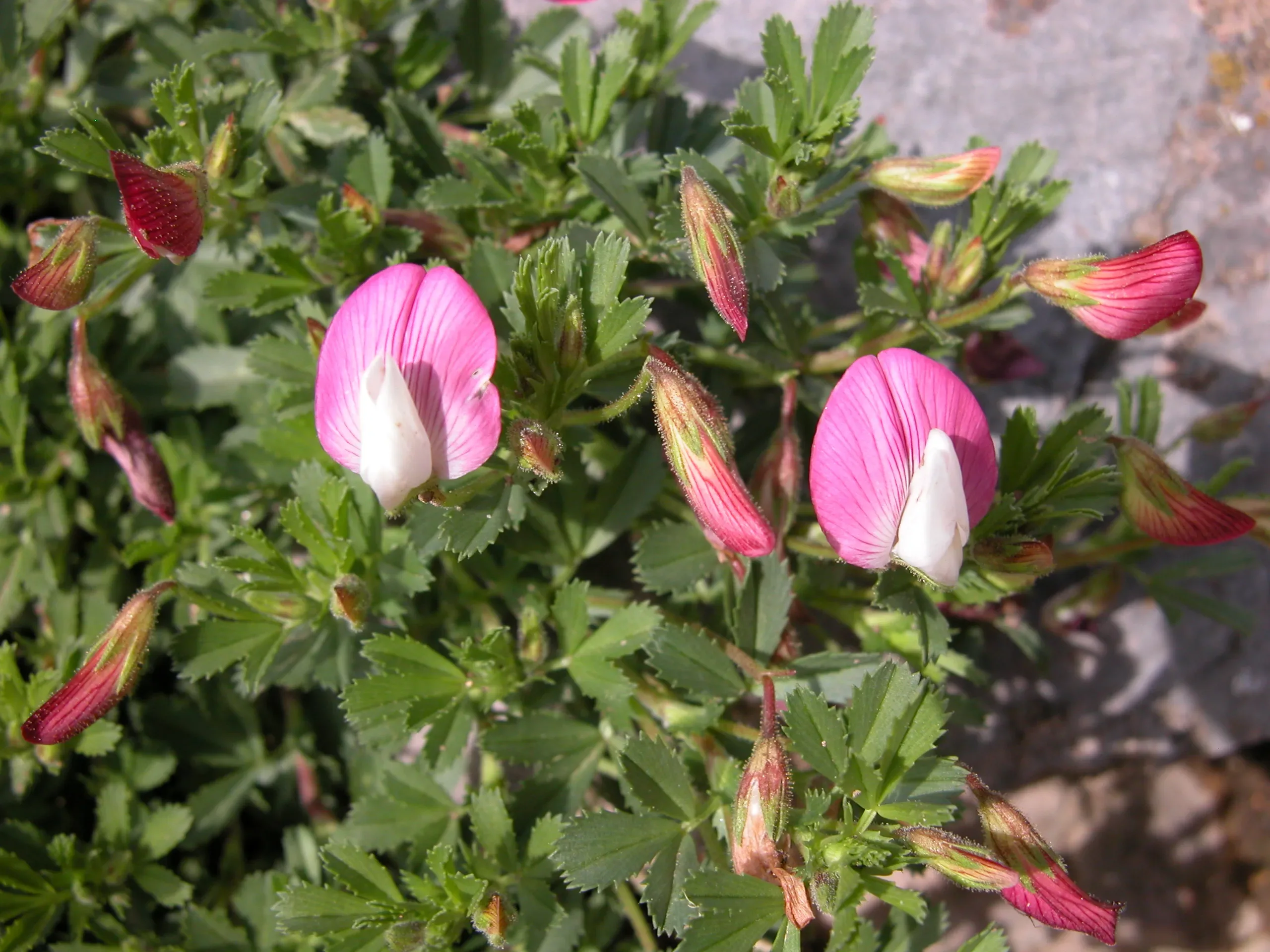 Stregona