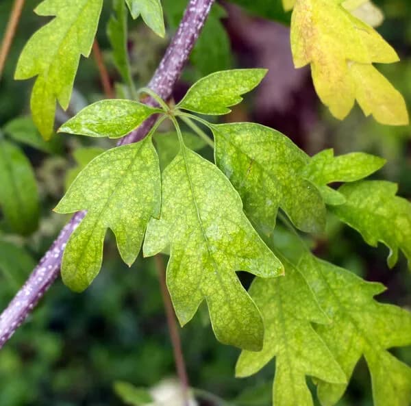 Vitex negundo ‘Heterophylla’
