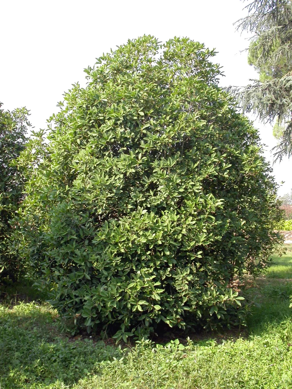 Osmanthus