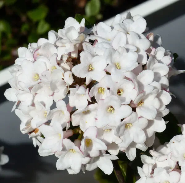 Viburno lantana 'Variegatum'