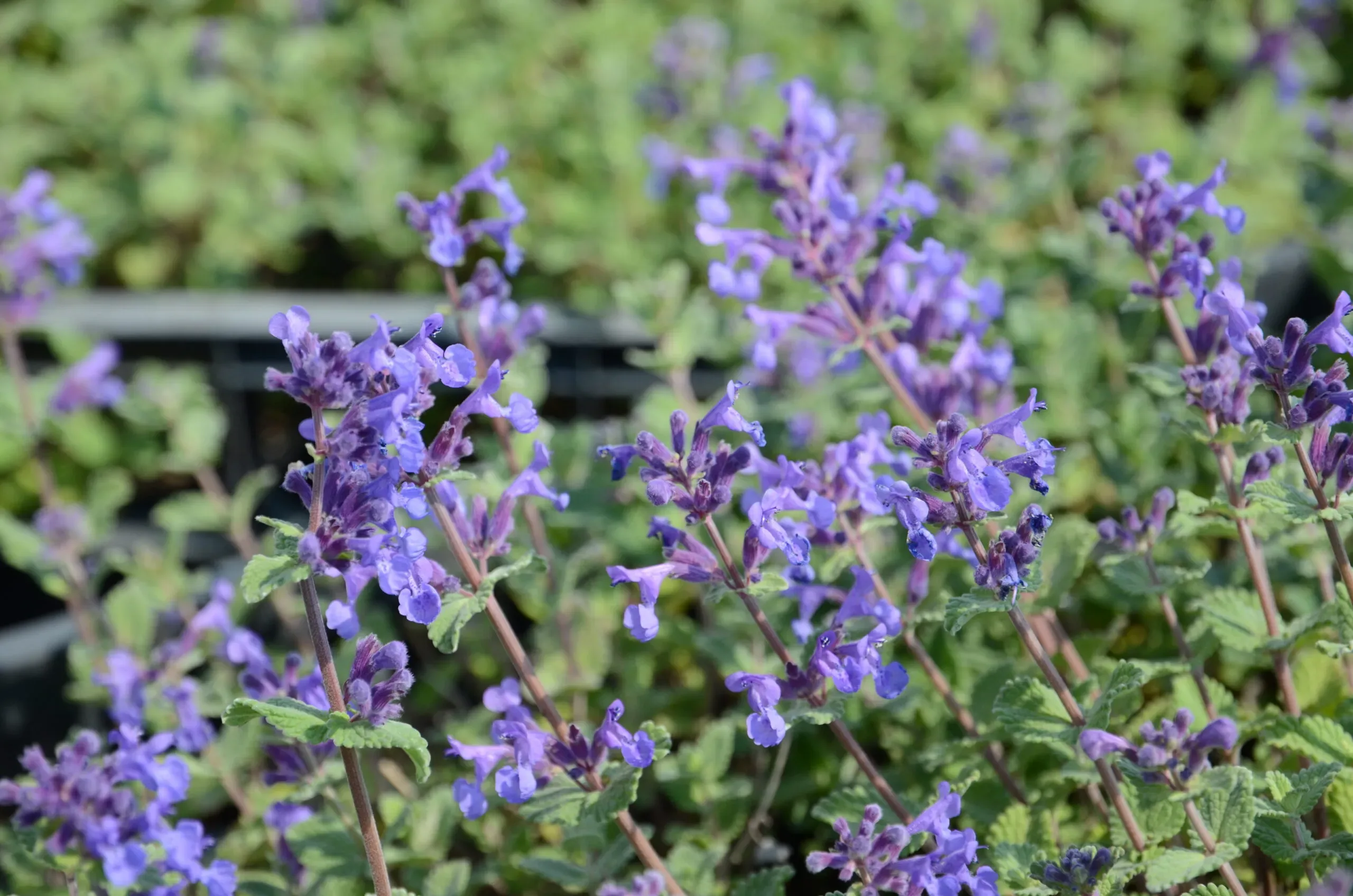 Nepeta azzurra