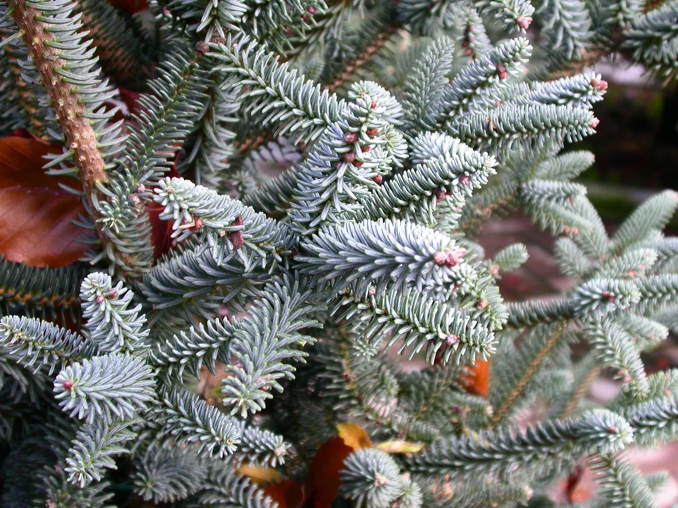 Abete di Spagna glauca
