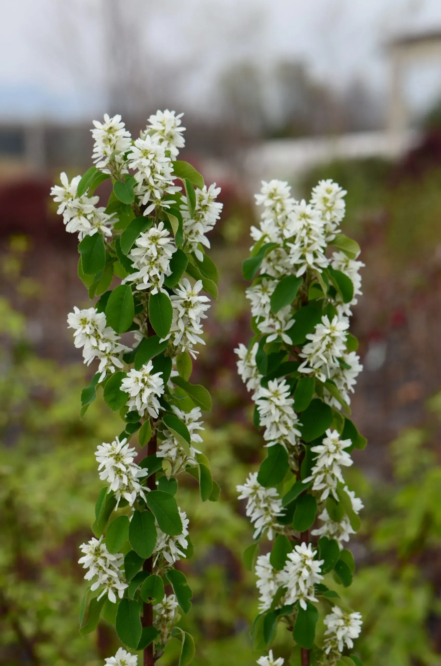 Bacca dei piccioni var. 'Obelisk'