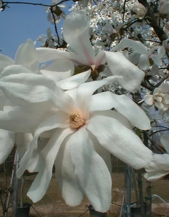 Magnolia