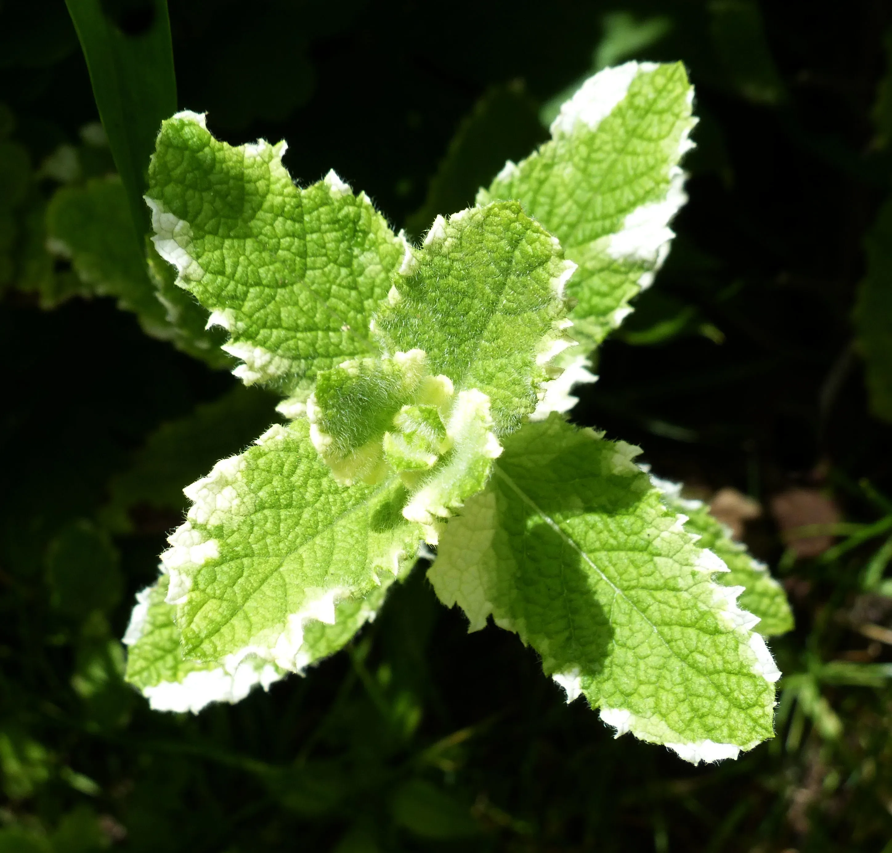 Menta romana variegata