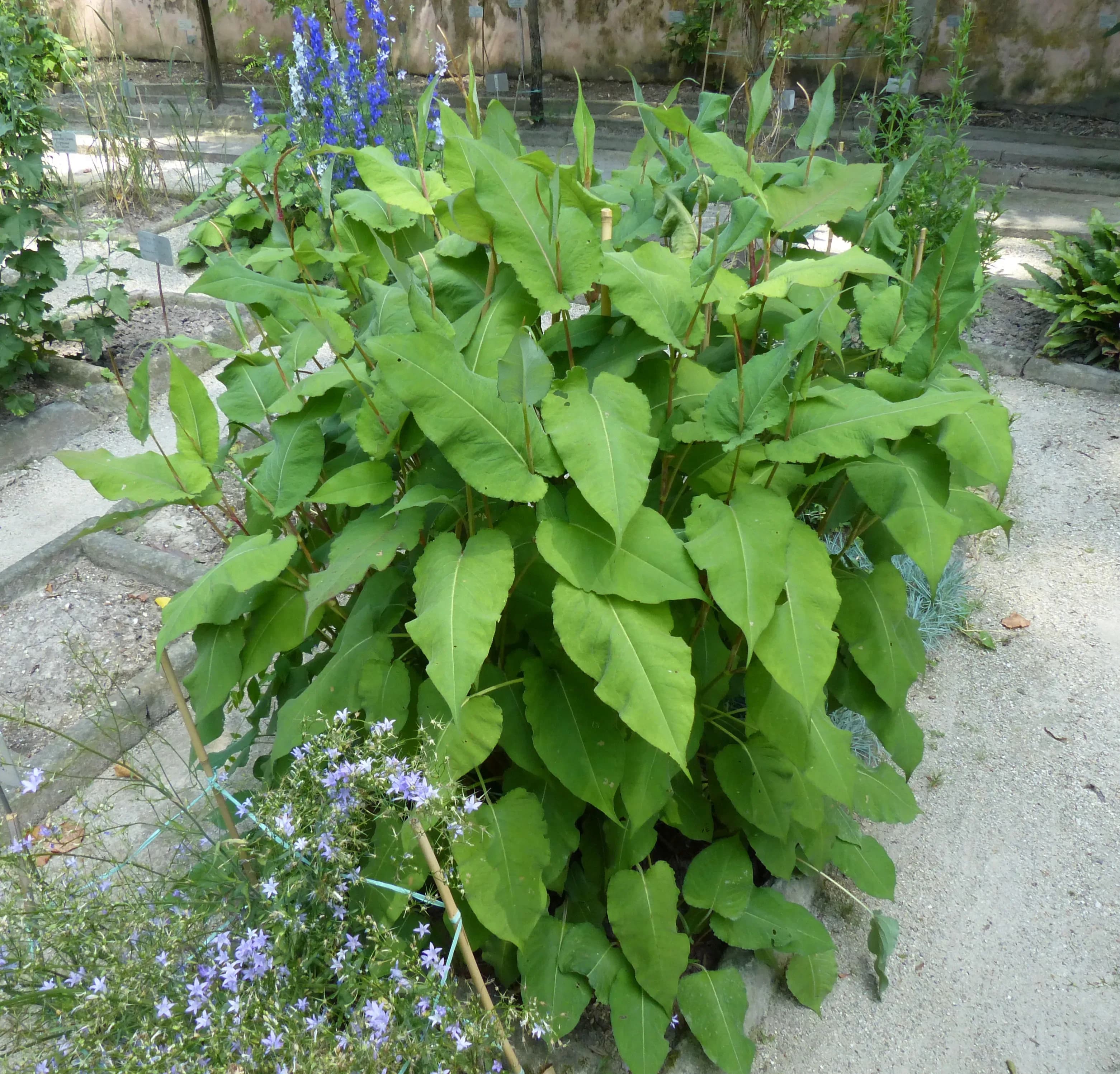 Poligono himalayano
