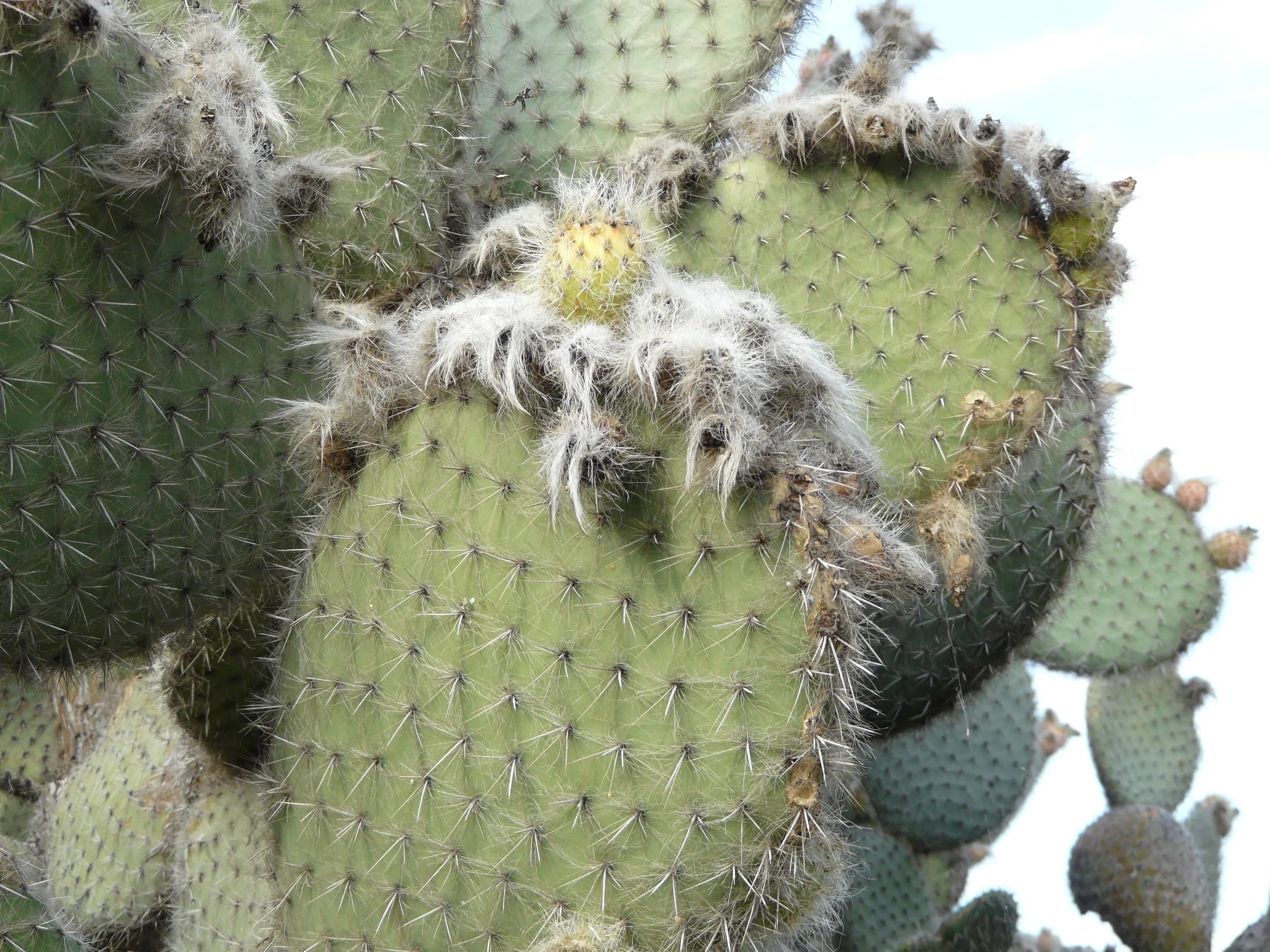 Opunzia