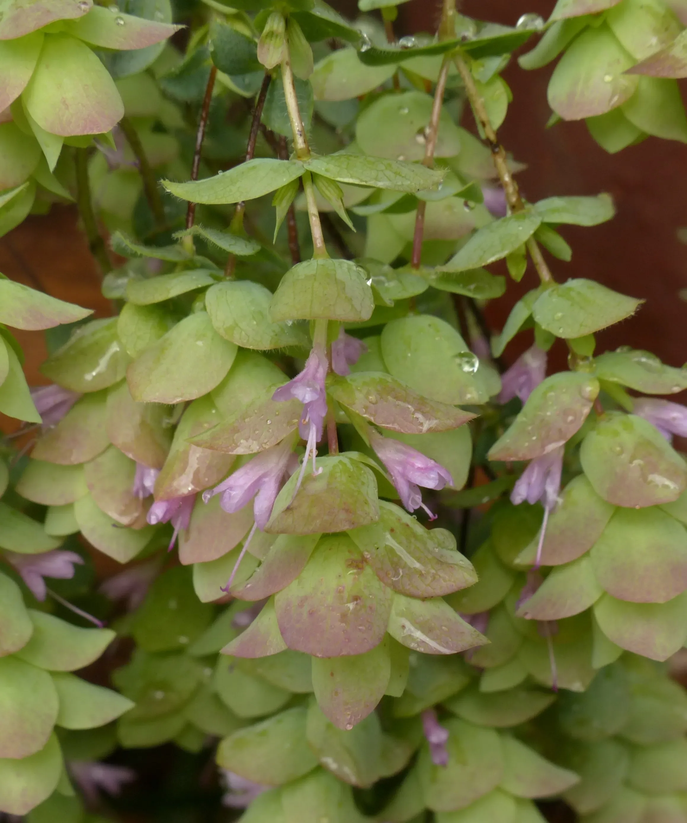 Origano