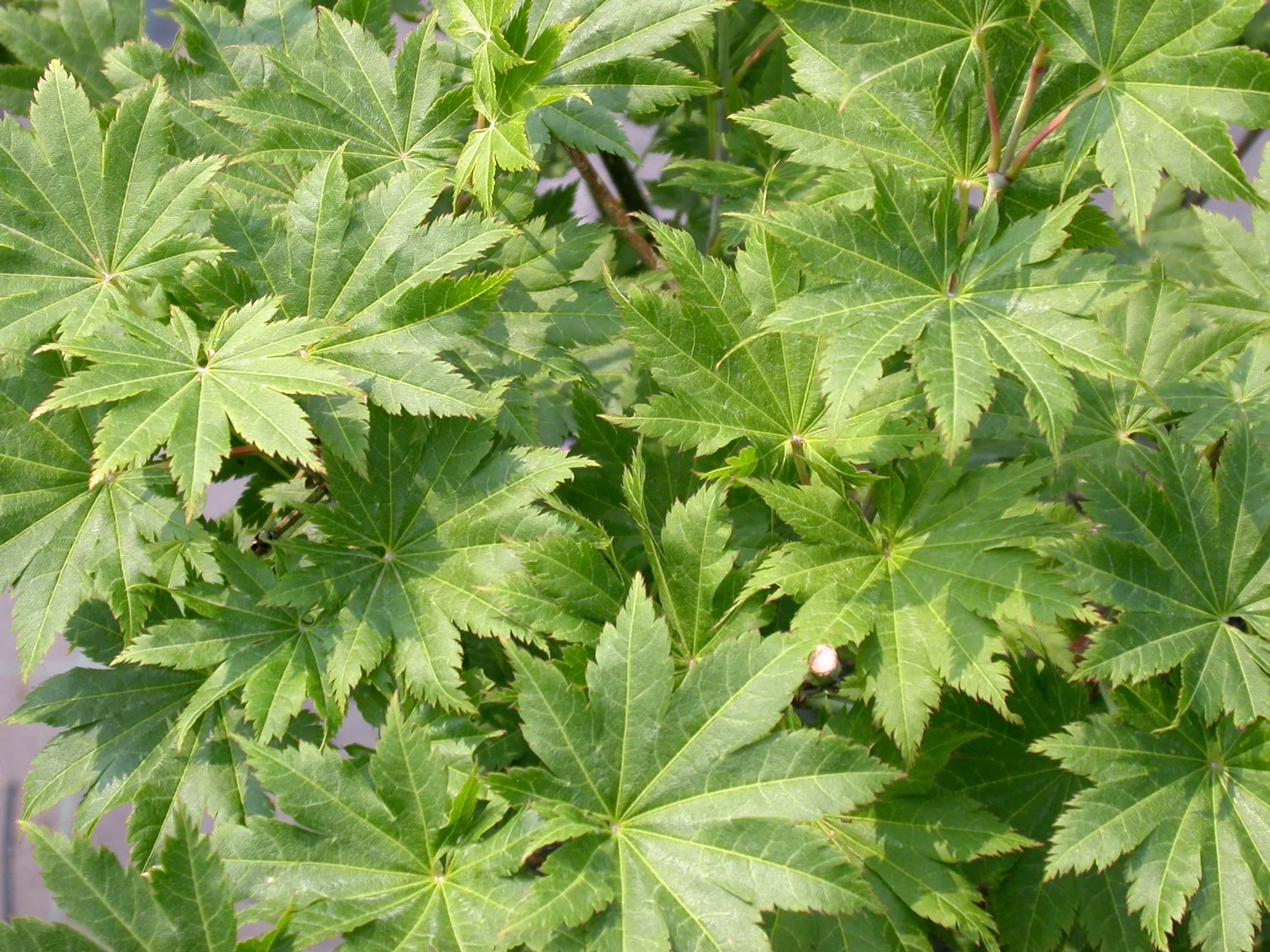 Acero Shirasawanum 'Suzanne'