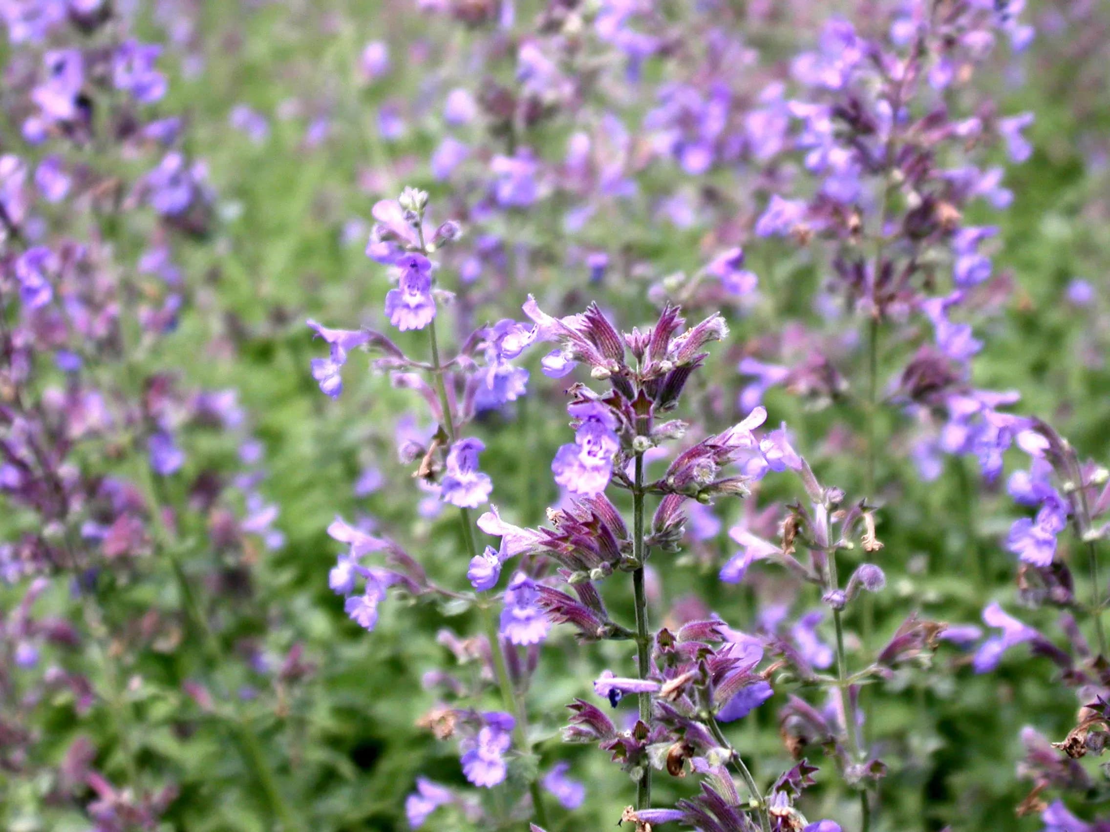 Nepeta