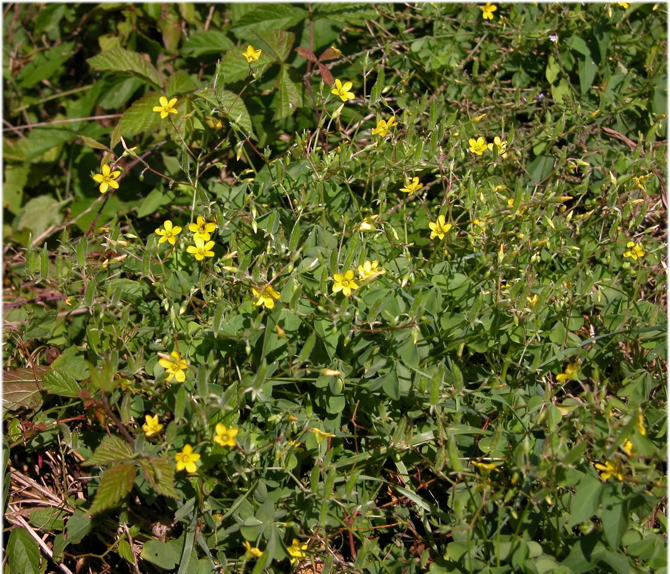 Oxalis
