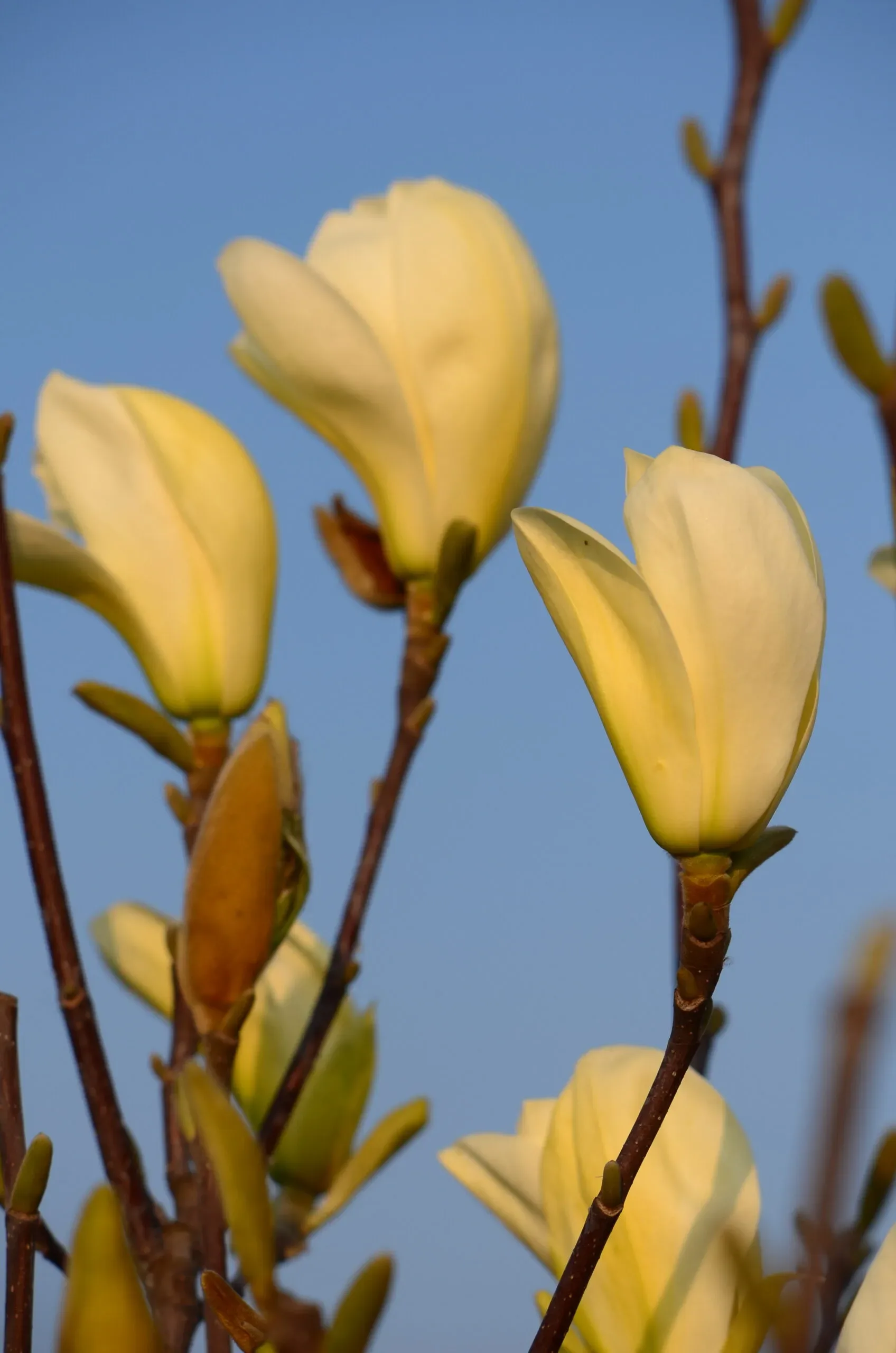 Magnolia