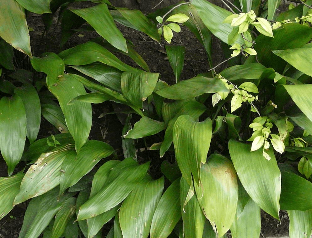 Aspidistra elatior.png