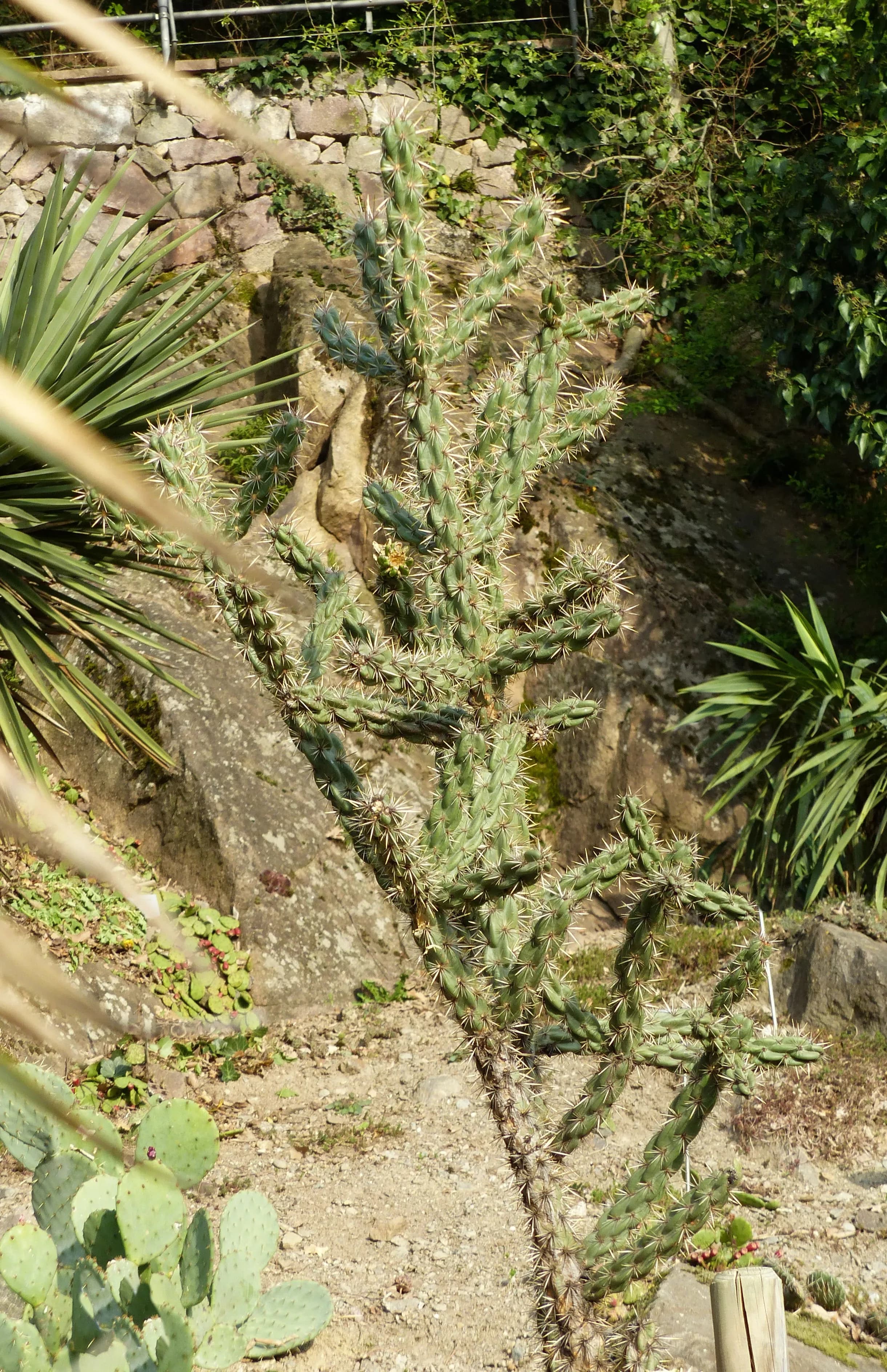 Opunzia