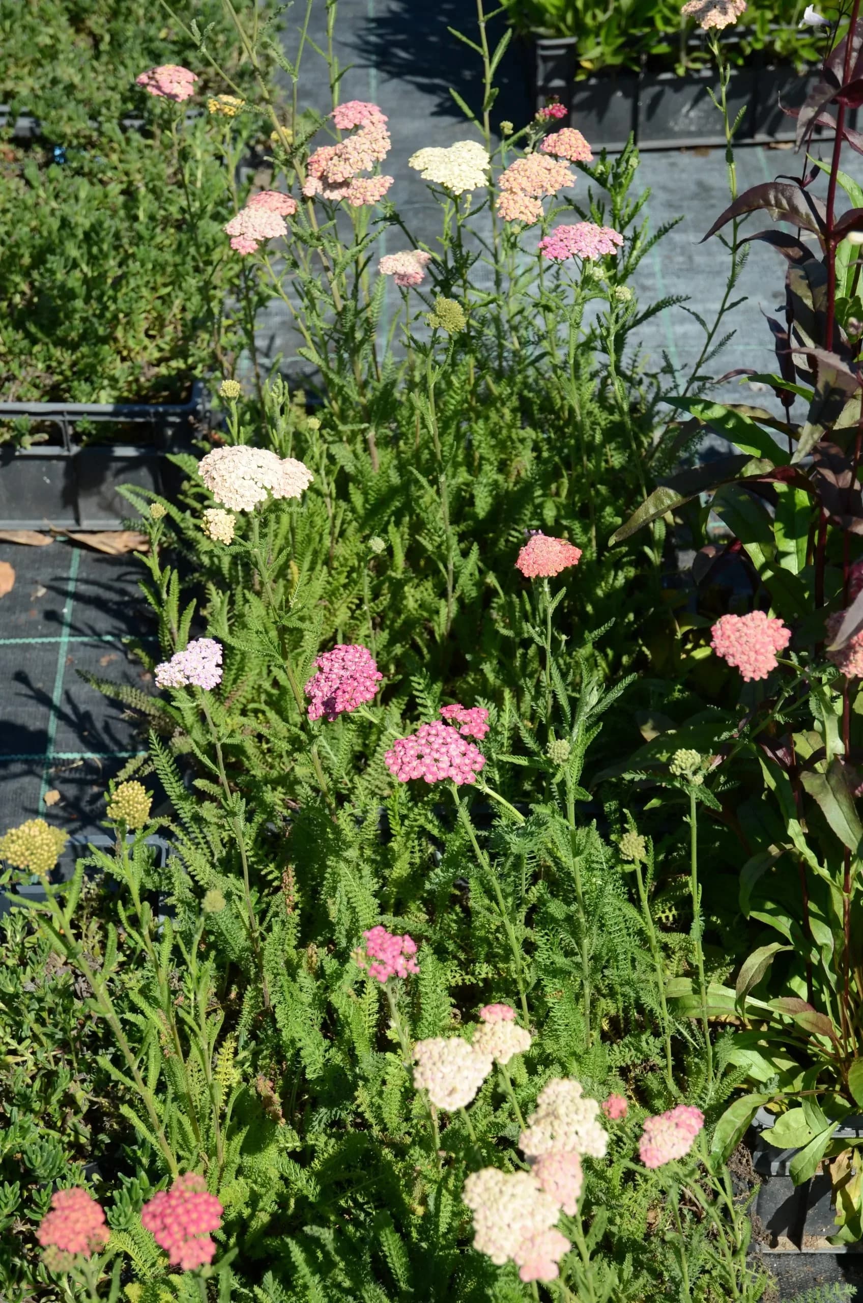 Achillea millefoglie 'Colorado'