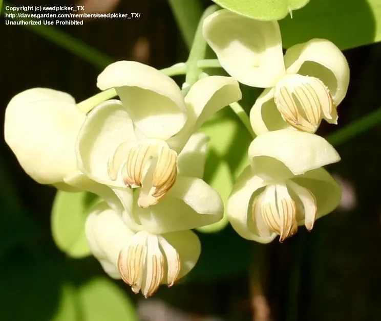 Akebia 'Cream Form'